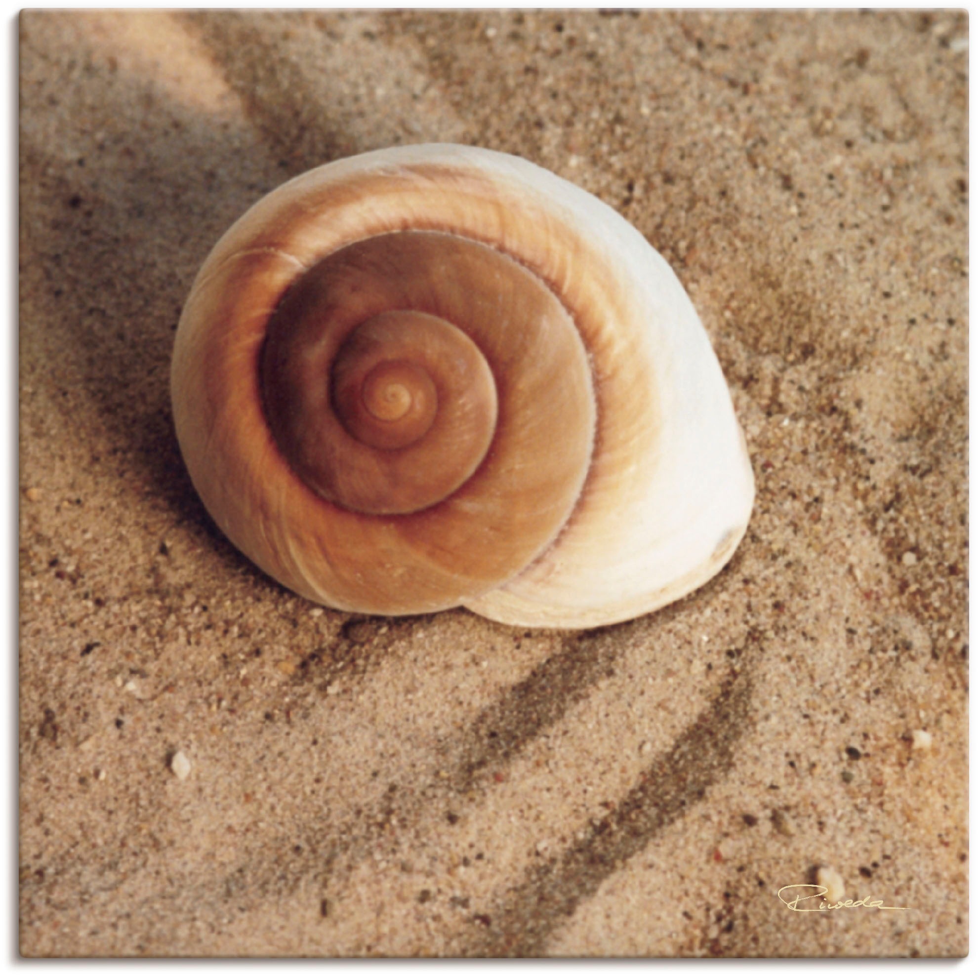 Image of Artland Wandbild »Muschel«, Wassertiere, (1 St.), in vielen Grössen & Produktarten - Alubild / Outdoorbild für den Aussenbereich, Leinwandbild, Poster, Wandaufkleber / Wandtattoo auch für Badezimmer geeignet bei Ackermann Versand Schweiz