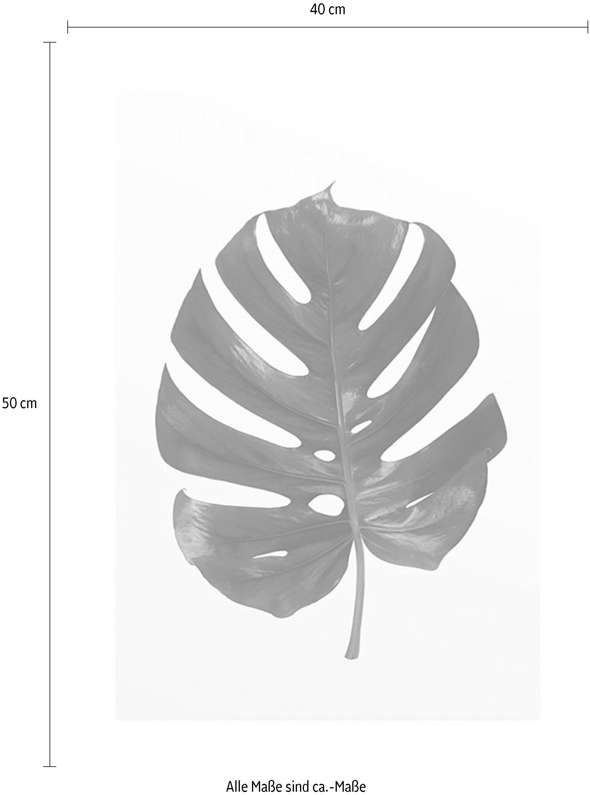 Komar Bild »Monstera Leaf« Blätter | Pflanzen 1 Stk. tlg. Wandbild zur Dekoration - ohne Rahmen