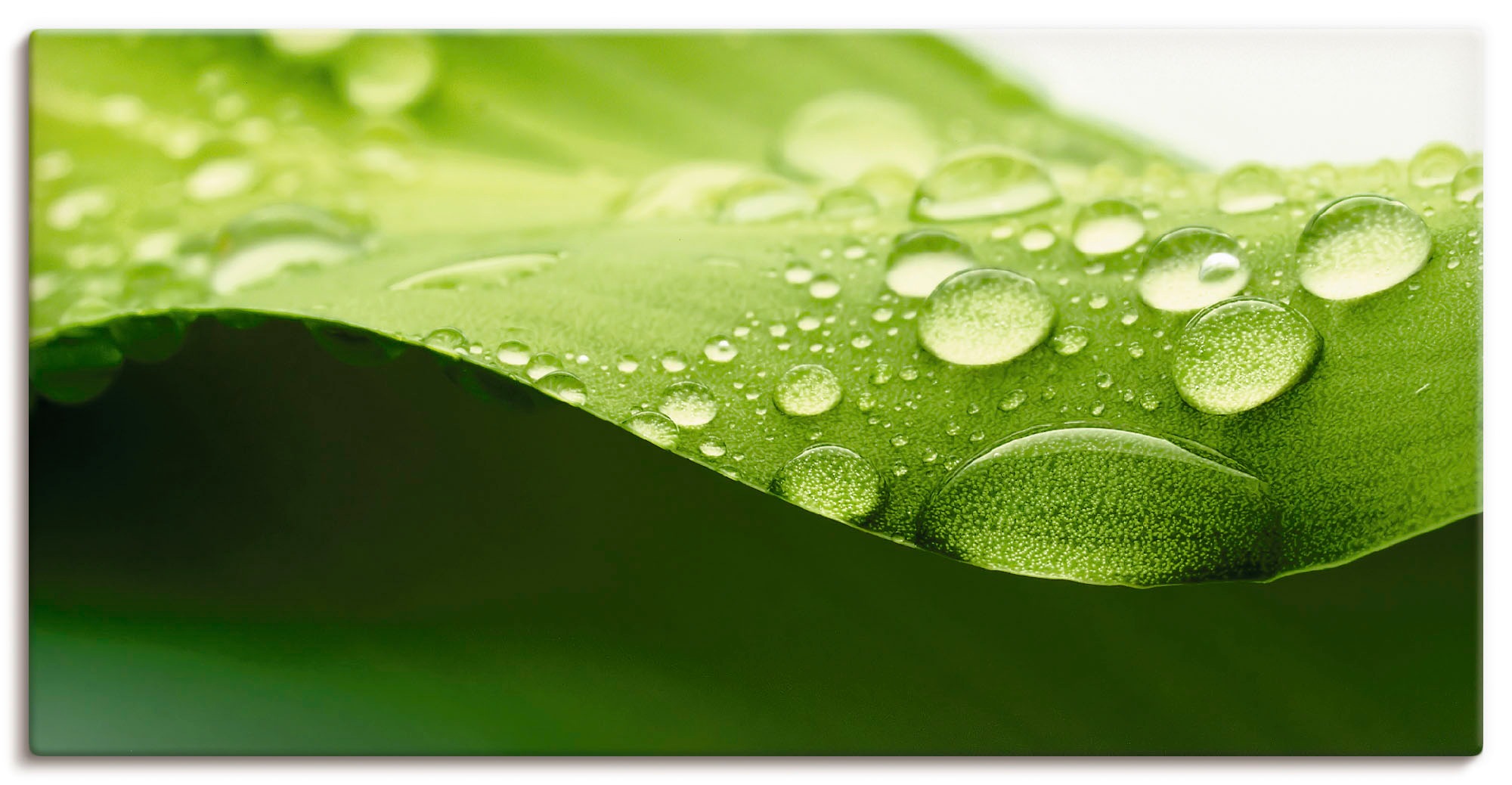 Image of Artland Wandbild »Blatt«, Zen, (1 St.), in vielen Grössen & Produktarten -Leinwandbild, Poster, Wandaufkleber / Wandtattoo auch für Badezimmer geeignet bei Ackermann Versand Schweiz