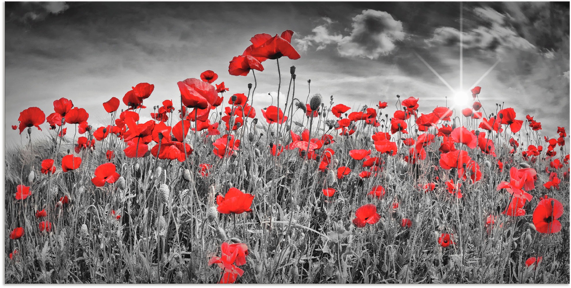 Image of Artland Wandbild »Idyllisches Mohnblumenfeld mit Sonne«, Blumen, (1 St.), in vielen Grössen & Produktarten - Alubild / Outdoorbild für den Aussenbereich, Leinwandbild, Poster, Wandaufkleber / Wandtattoo auch für Badezimmer geeignet bei Ackermann Versand S