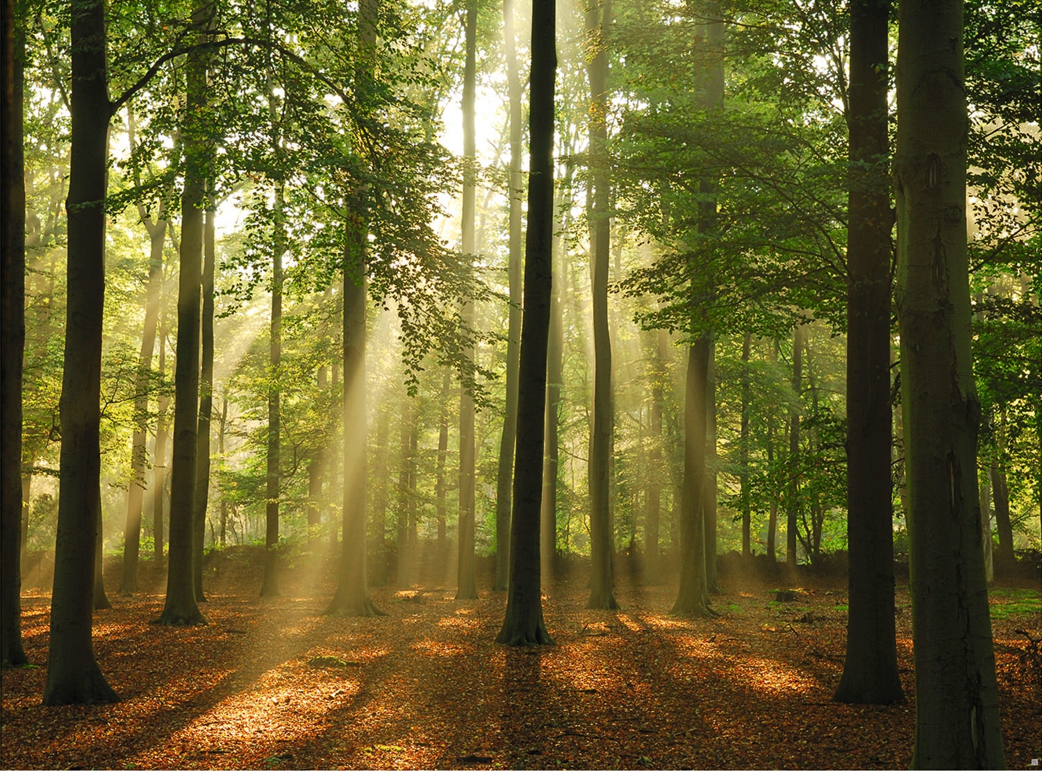 Image of Papermoon Fototapete "Forest in the Morning" glatt