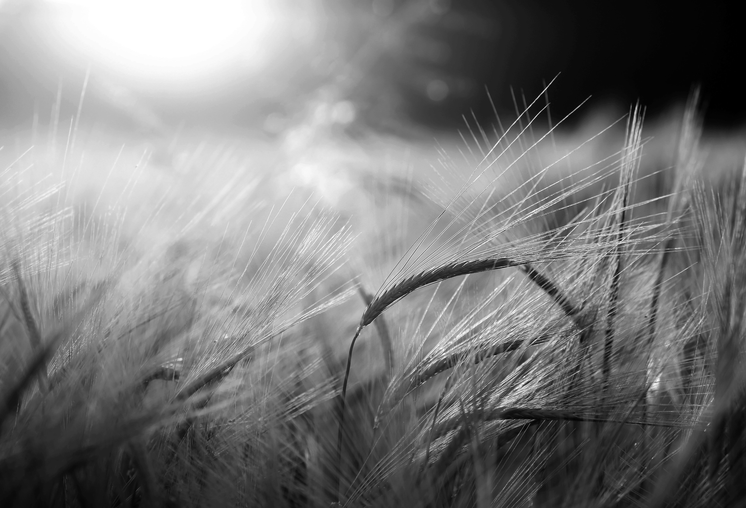 Image of Papermoon Fototapete »Feld Schwarz & Weiss«, Vliestapete, hochwertiger Digitaldruck, inklusive Kleister bei Ackermann Versand Schweiz