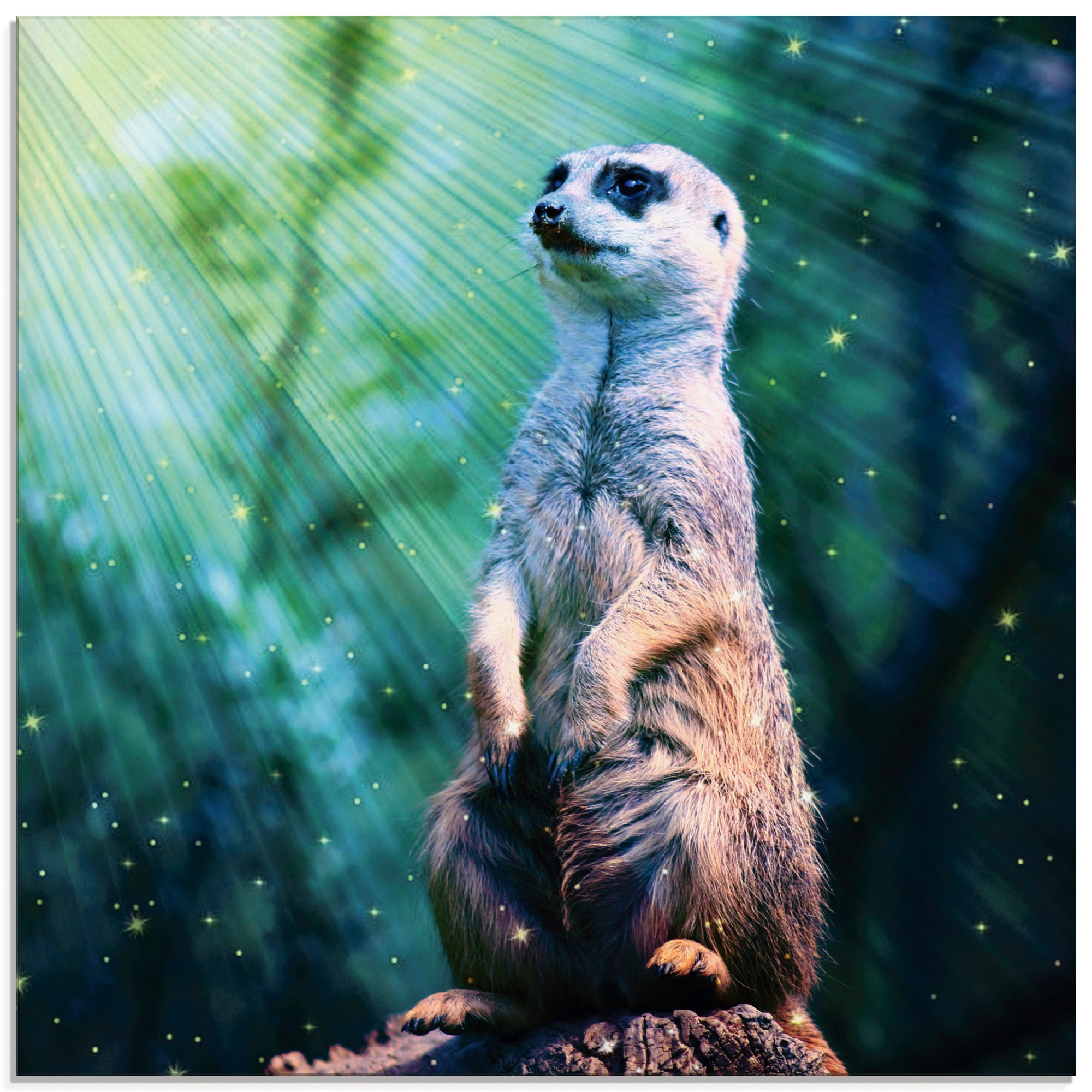 Image of Artland Glasbild »Erdmännchen mit Sterne«, Wildtiere, (1 St.) bei Ackermann Versand Schweiz