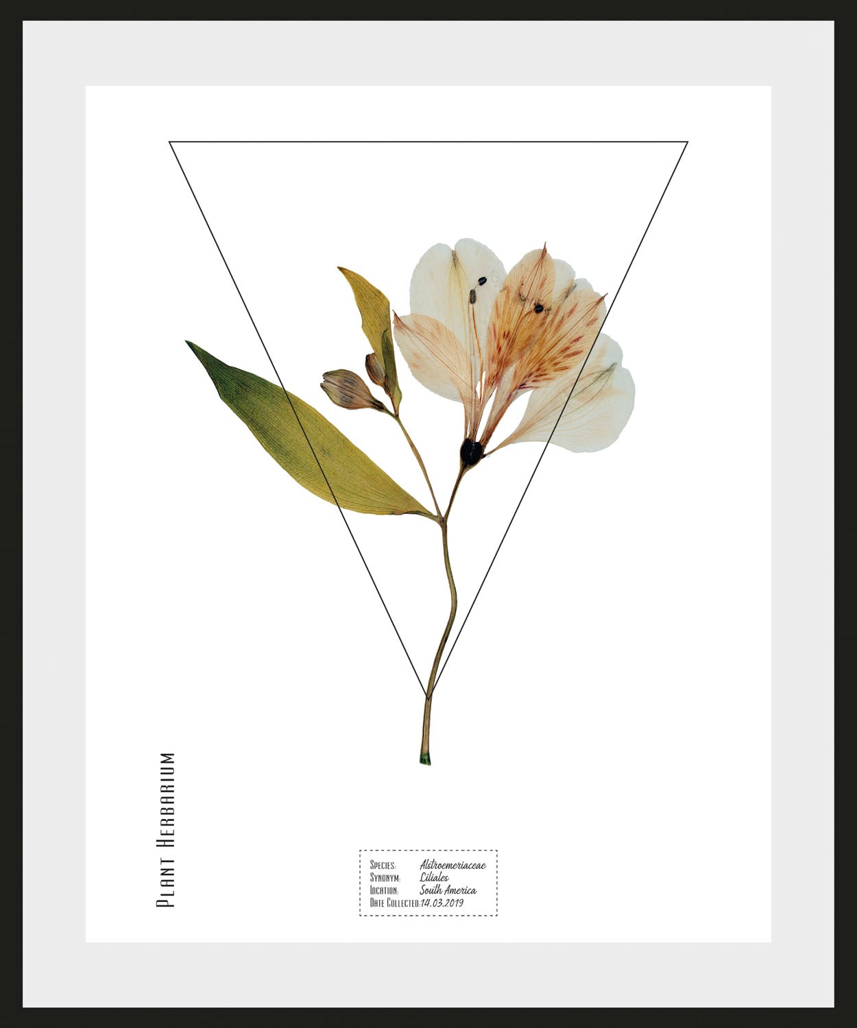 Image of queence Bild »Alstroemeriaceae«, (1 St.) bei Ackermann Versand Schweiz