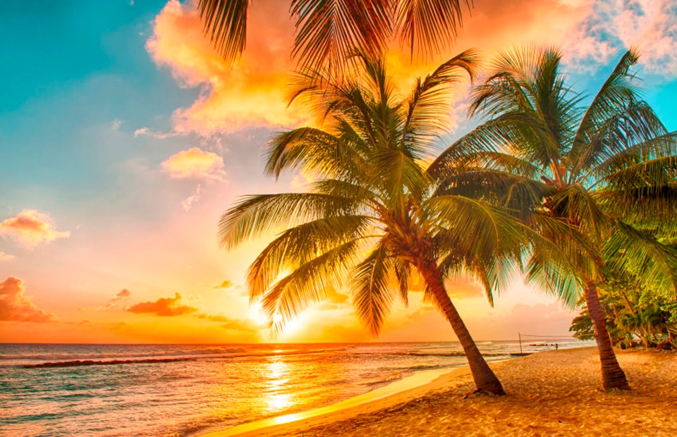 Image of Papermoon Fototapete "Barbados Palm Beach" matt