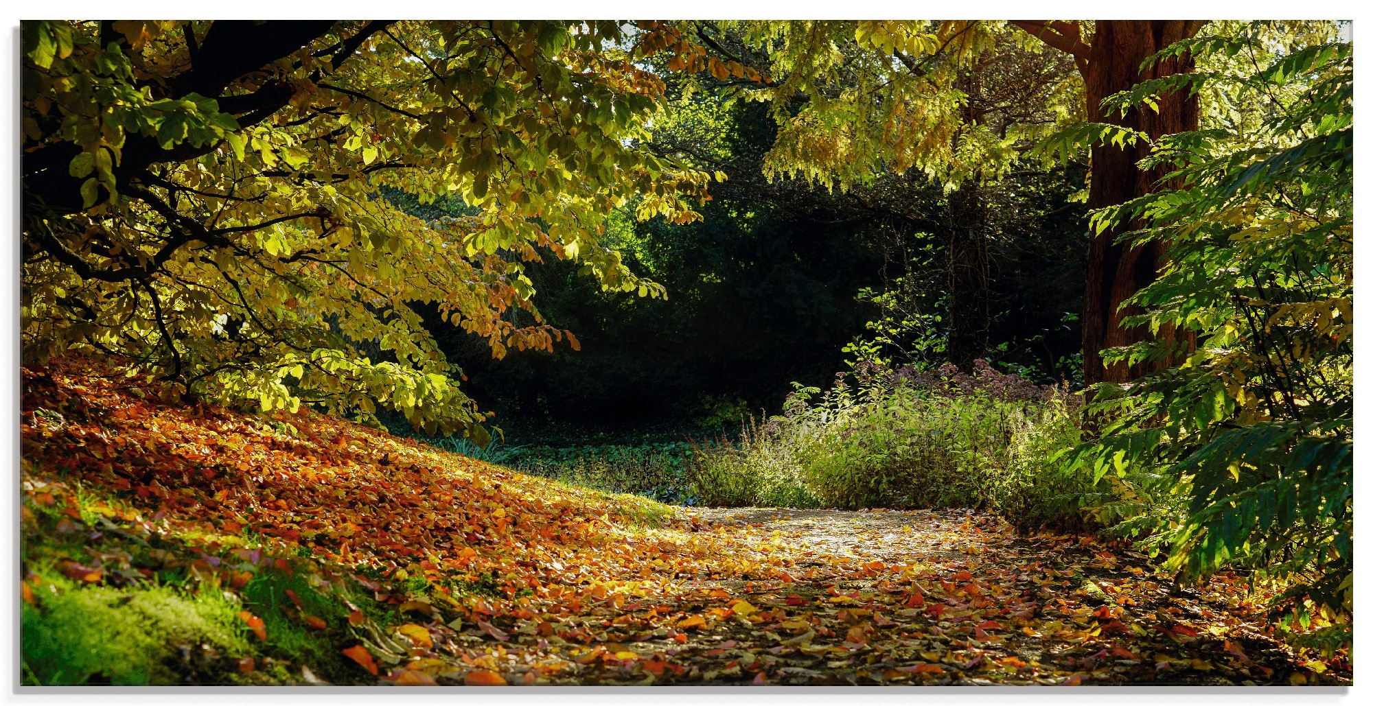 Glasbild »Herbstteppich«, Wald, (1 St.), in verschiedenen Grössen