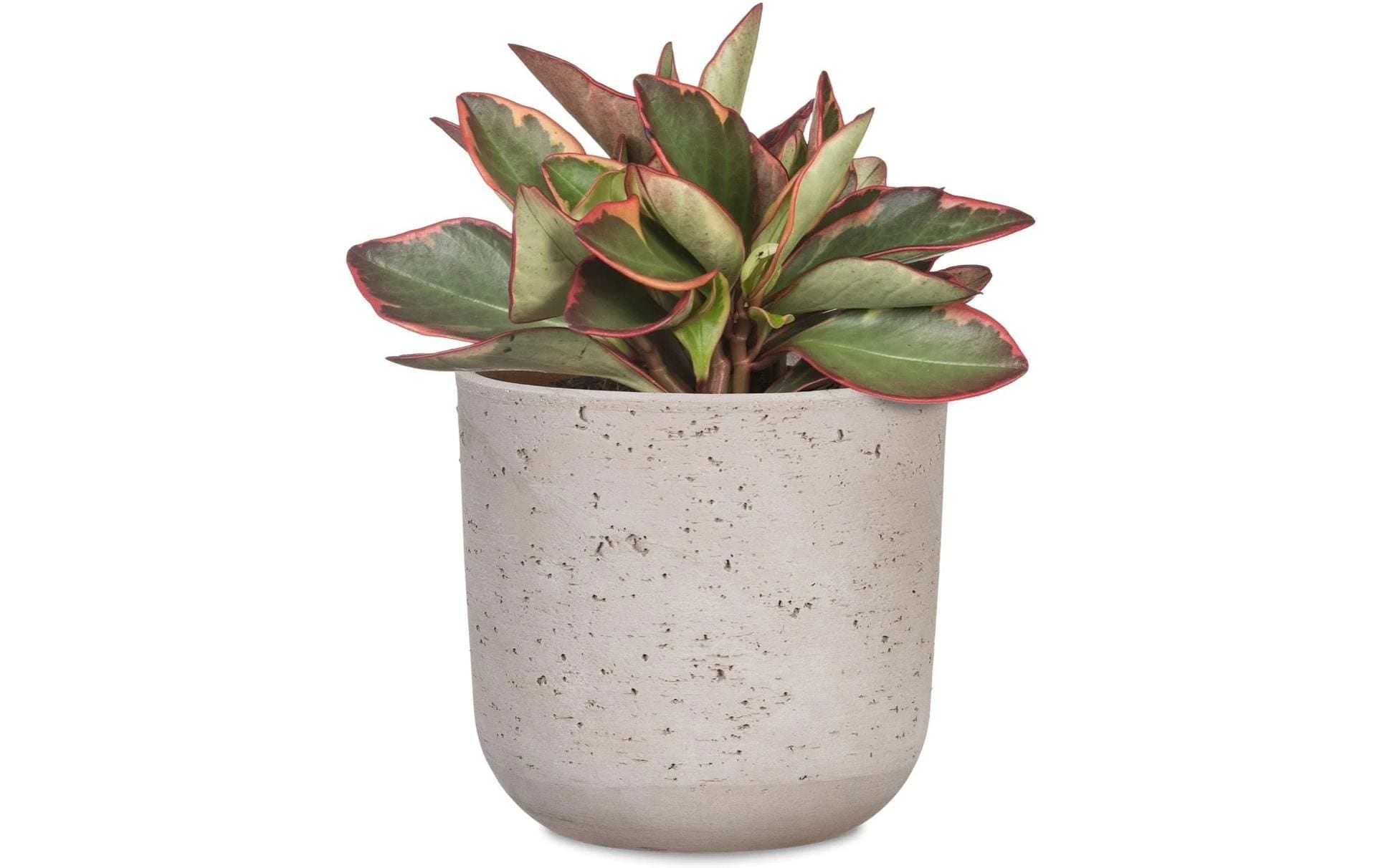 Scheurich Blumentopf »Basalto 980«