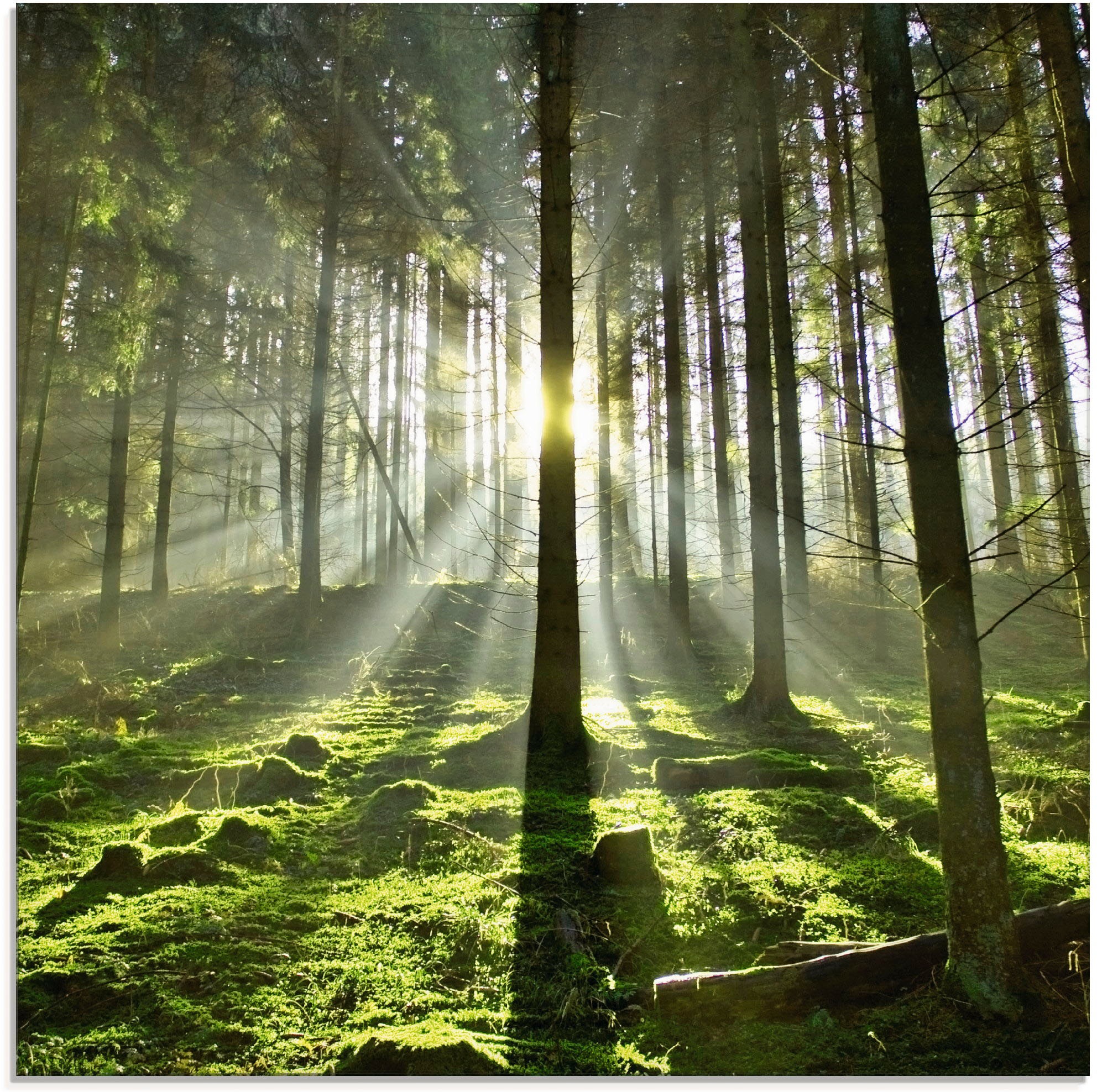 Image of Artland Glasbild "Wald im Gegenlicht" Wald 1 Stk. tlg. in verschiedenen Grössen