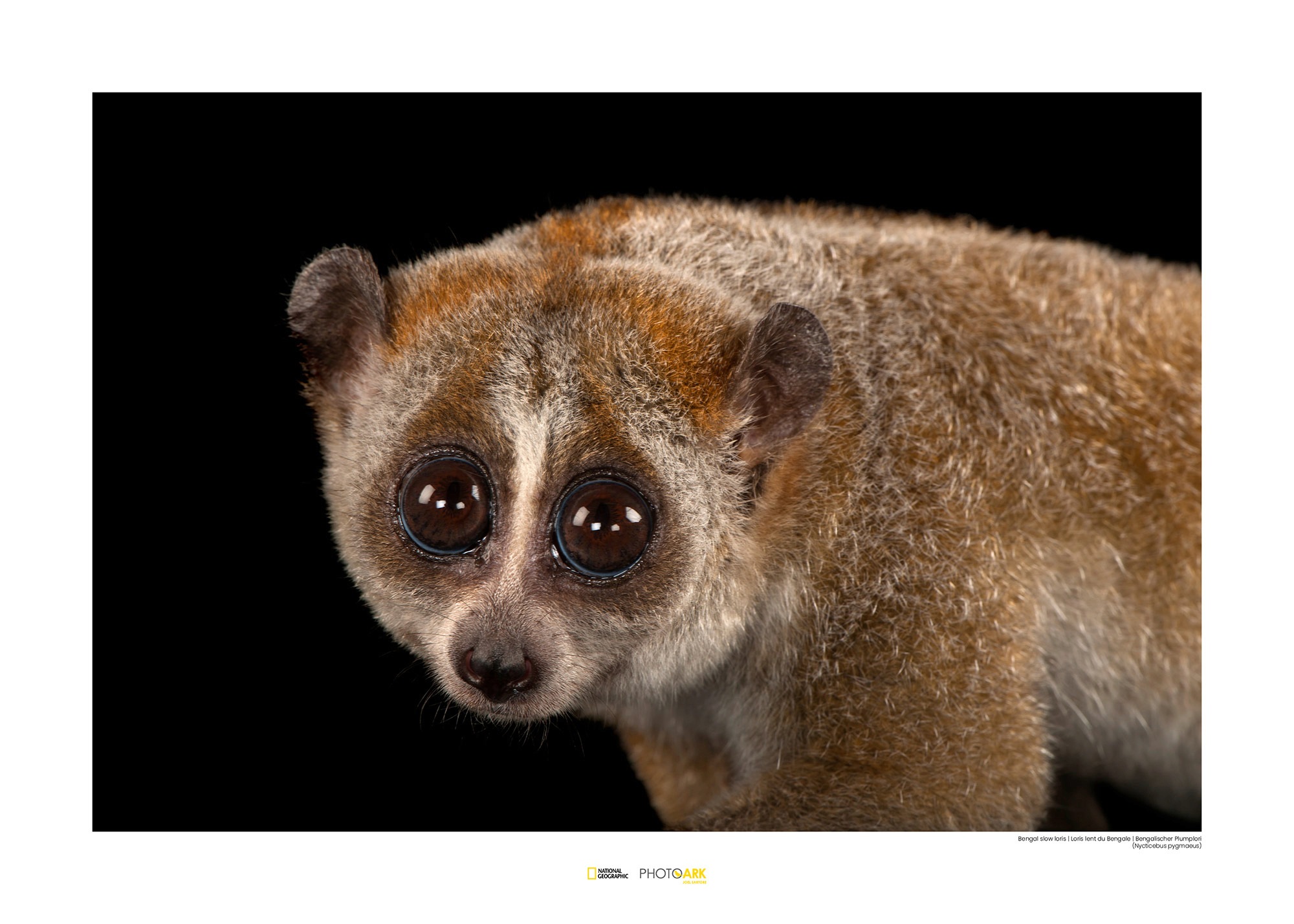 Image of Komar Poster »Bengal Slow Loris«, Tiere, Höhe: 30cm bei Ackermann Versand Schweiz