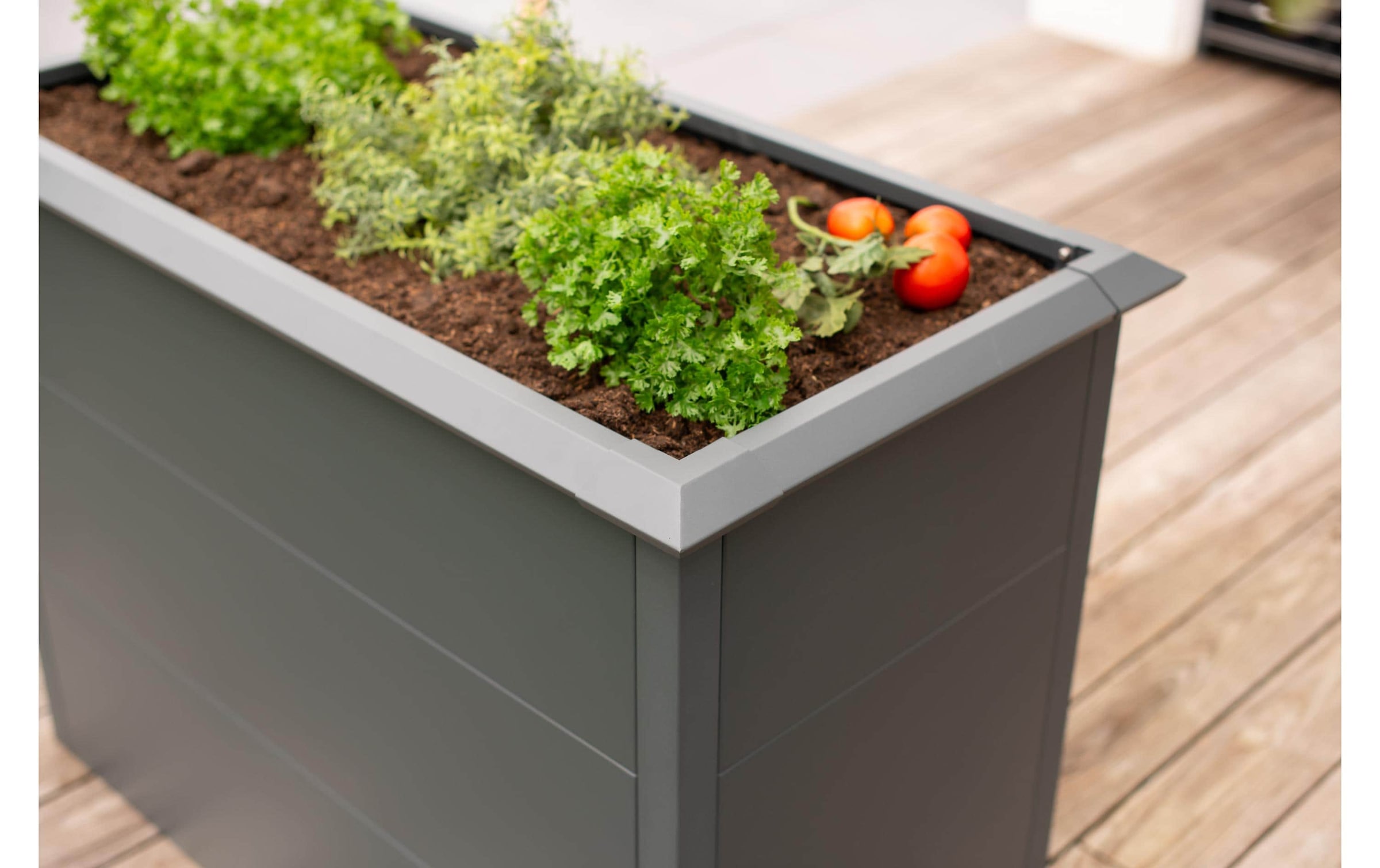 WESTMANN Hochbeet »Metall Hochbeet Primus M« Anthrazit, 100x50x77 cm