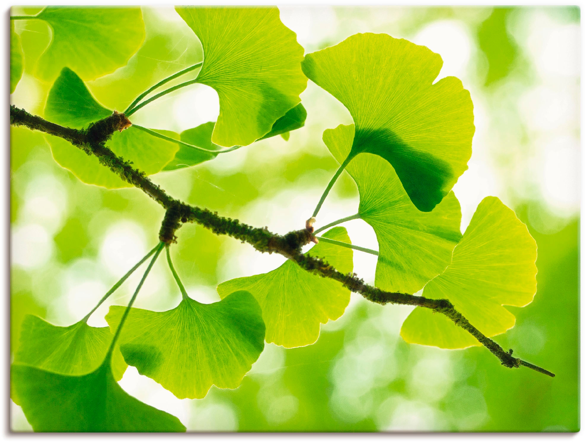 Image of Artland Wandbild "Ginkgo" Blätter 1 Stk. tlg. als Leinwandbild, Poster in verschied. Grössen