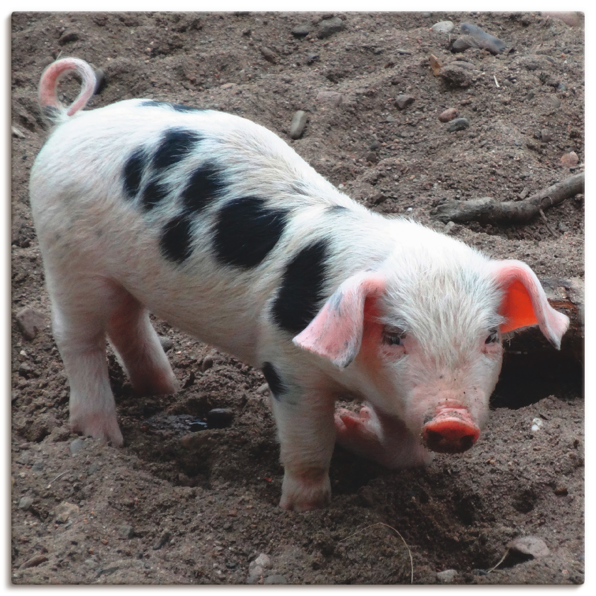 Image of Artland Wandbild »Niedliches Ferkel«, Haustiere, (1 St.), in vielen Grössen & Produktarten - Alubild / Outdoorbild für den Aussenbereich, Leinwandbild, Poster, Wandaufkleber / Wandtattoo auch für Badezimmer geeignet bei Ackermann Versand Schweiz