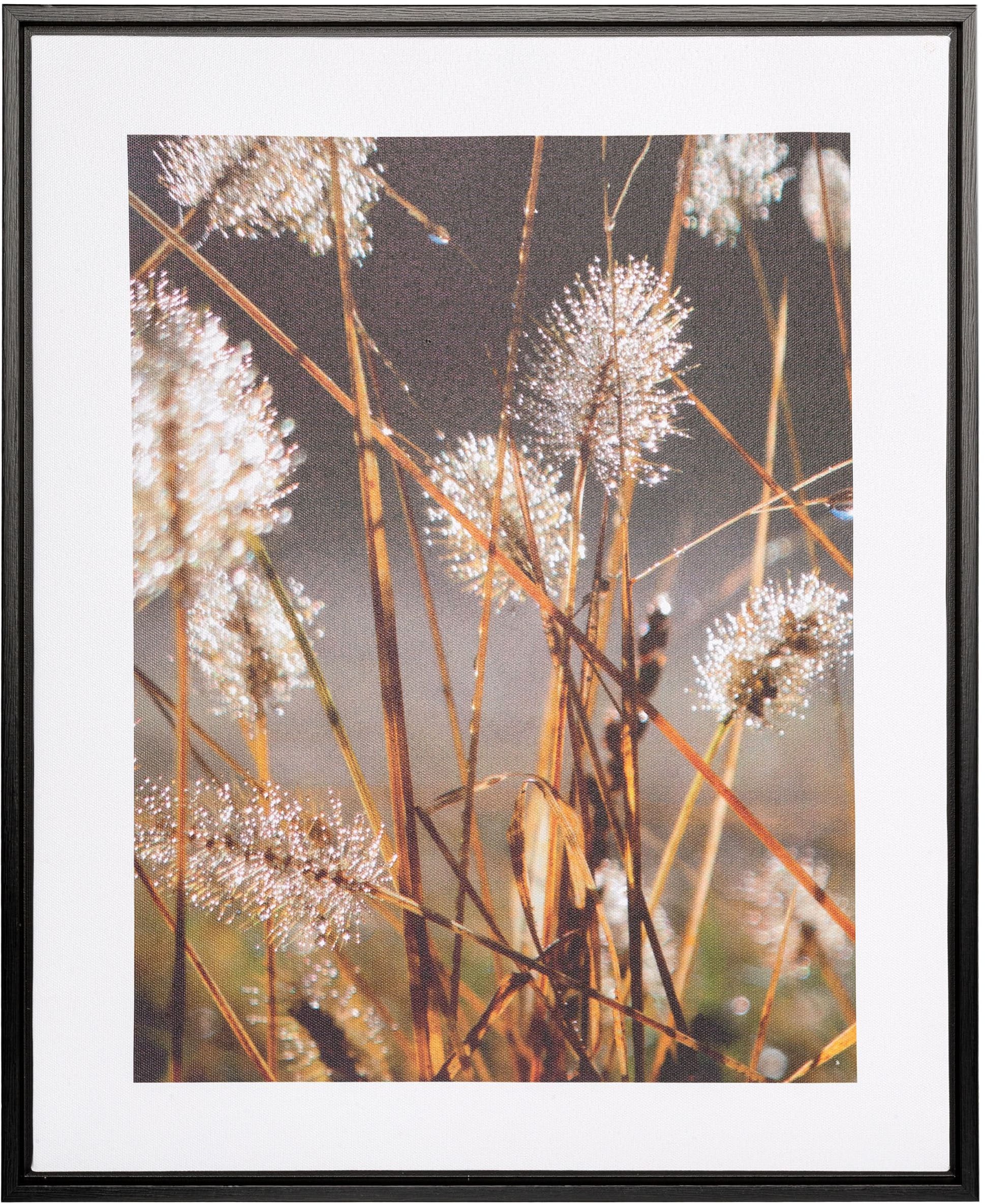 Image of Creativ home Bild mit Rahmen "Leinwandbild Blüten mit Tropfen" 1 Stk. tlg. mit Rahmen