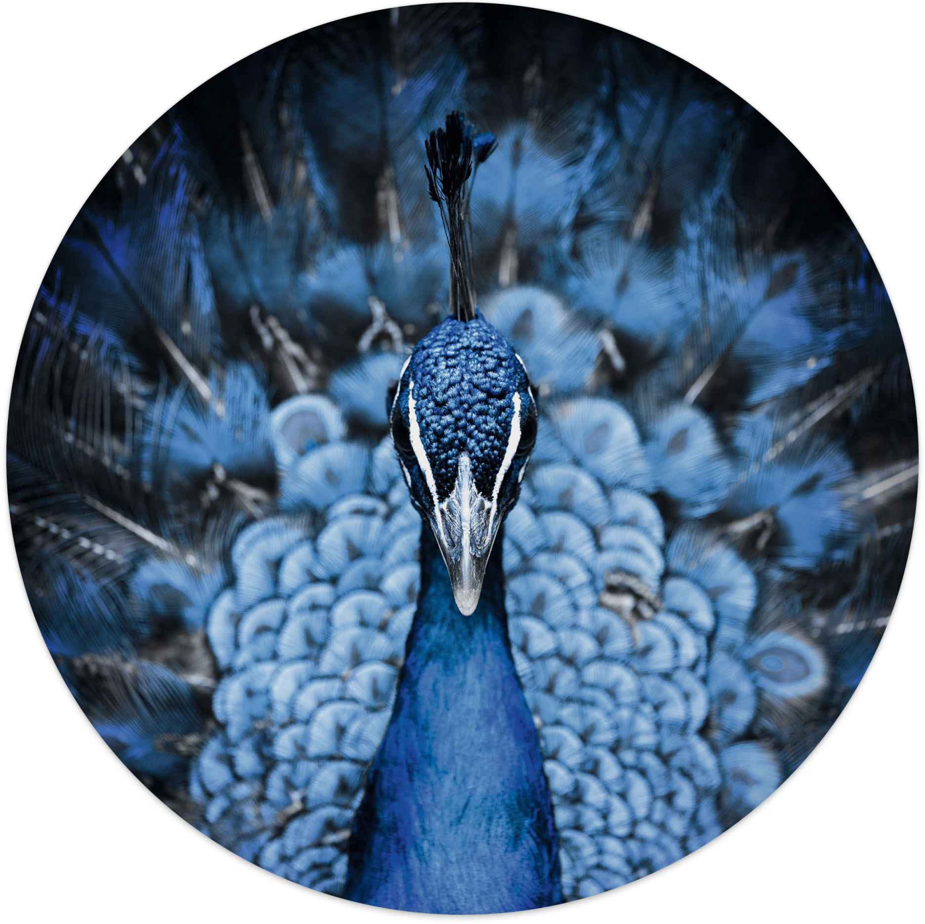 Reinders! Wandbild »Wandbild Pfau Tiermotiv - Vogel - Nahaufnahme -  Modern«, Pfau, (1 St.) versandkostenfrei auf
