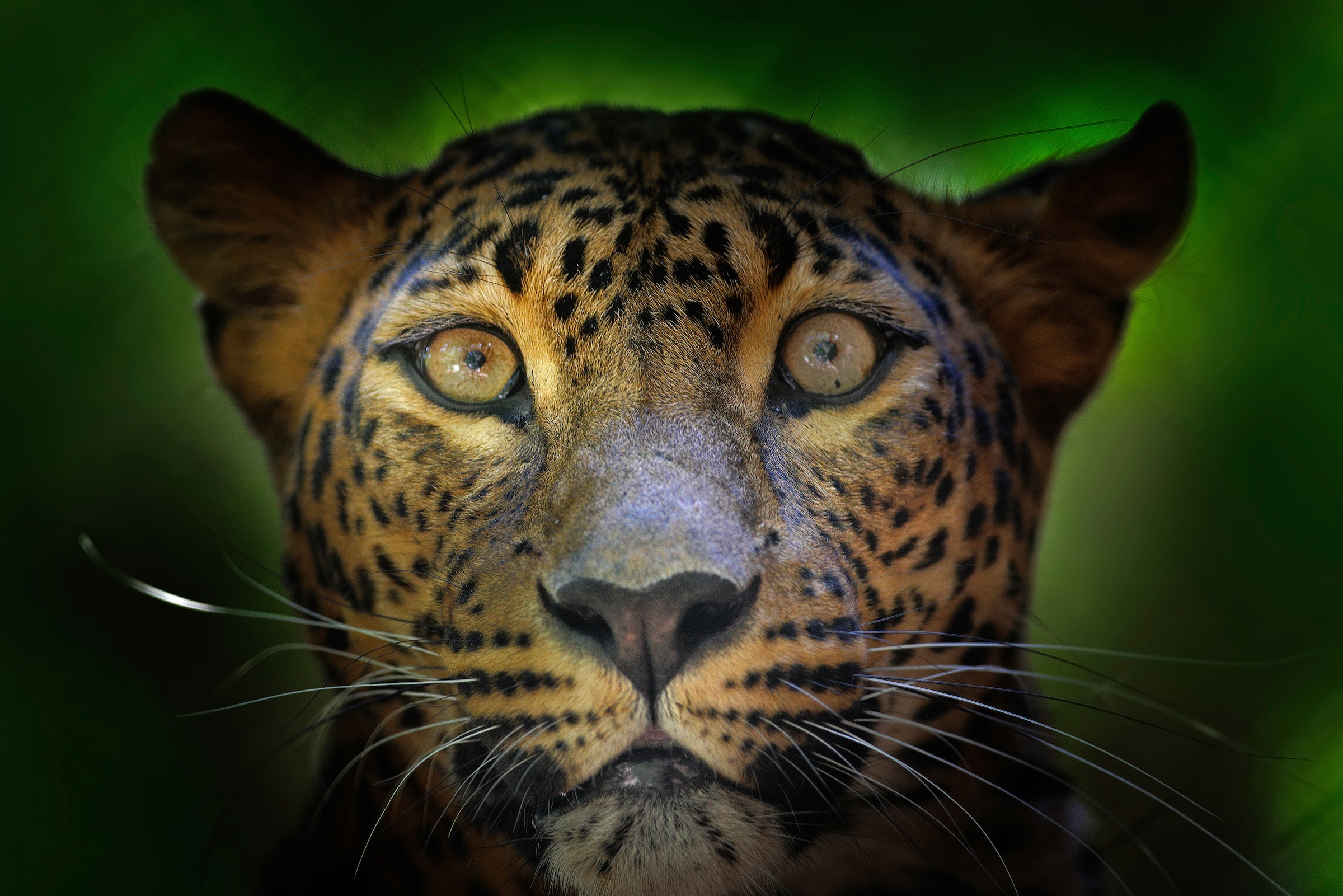 Image of Papermoon Fototapete "JAGUAR-PUMA TIGER LÖWE GEPARD DSCHUNGEL TIERE NATUR"