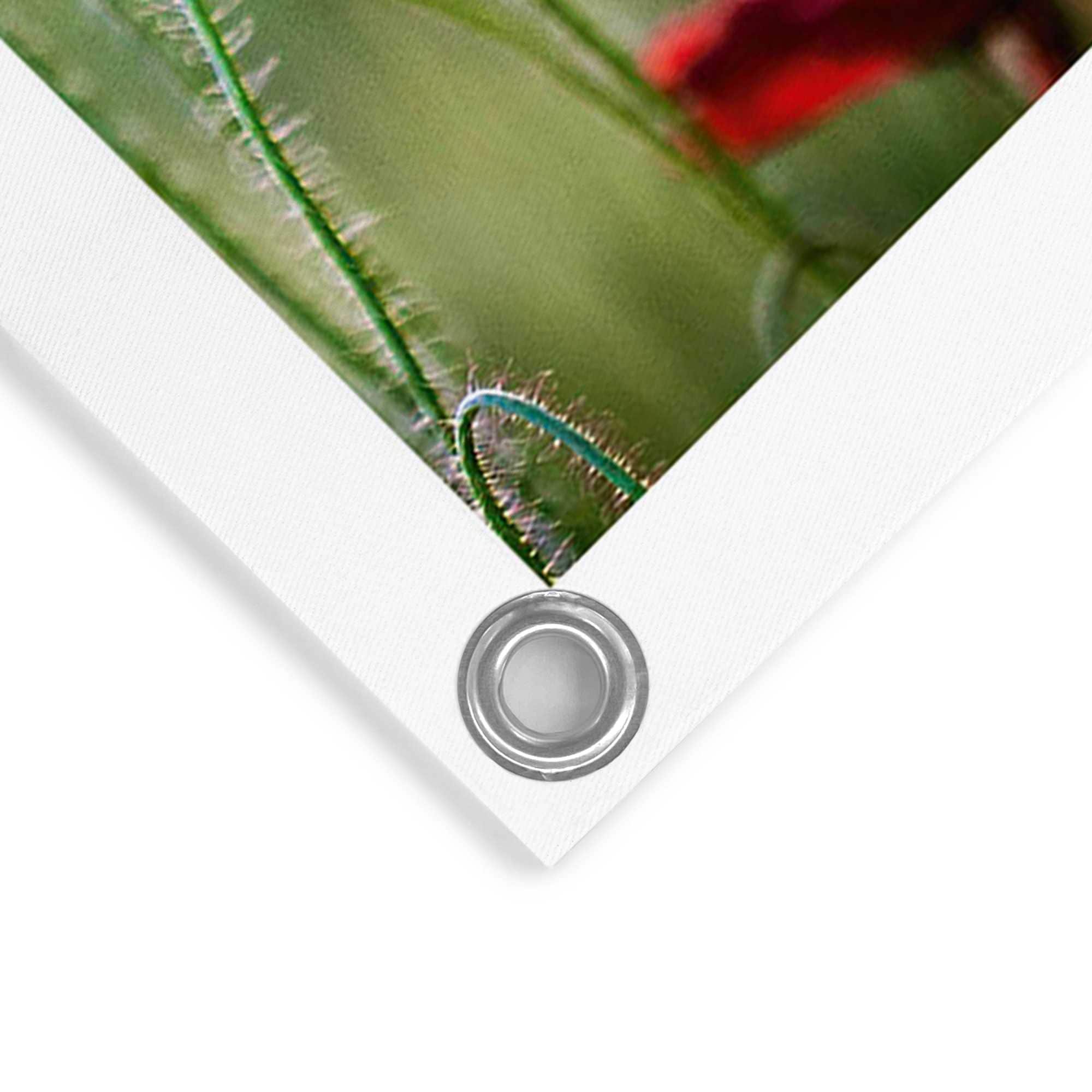 Reinders! Poster »Mohnblüten« Outdoor für Garten oder Balkon