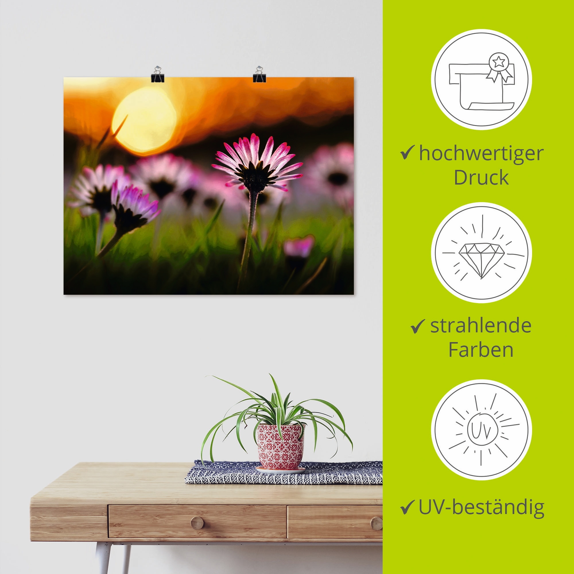 Artland Poster »Gänseblümchen im Sonnenuntergang«, Blumenwiese, (1 St.), als Alubild, Leinwandbild, Wandaufkleber oder Poster in versch. Grössen