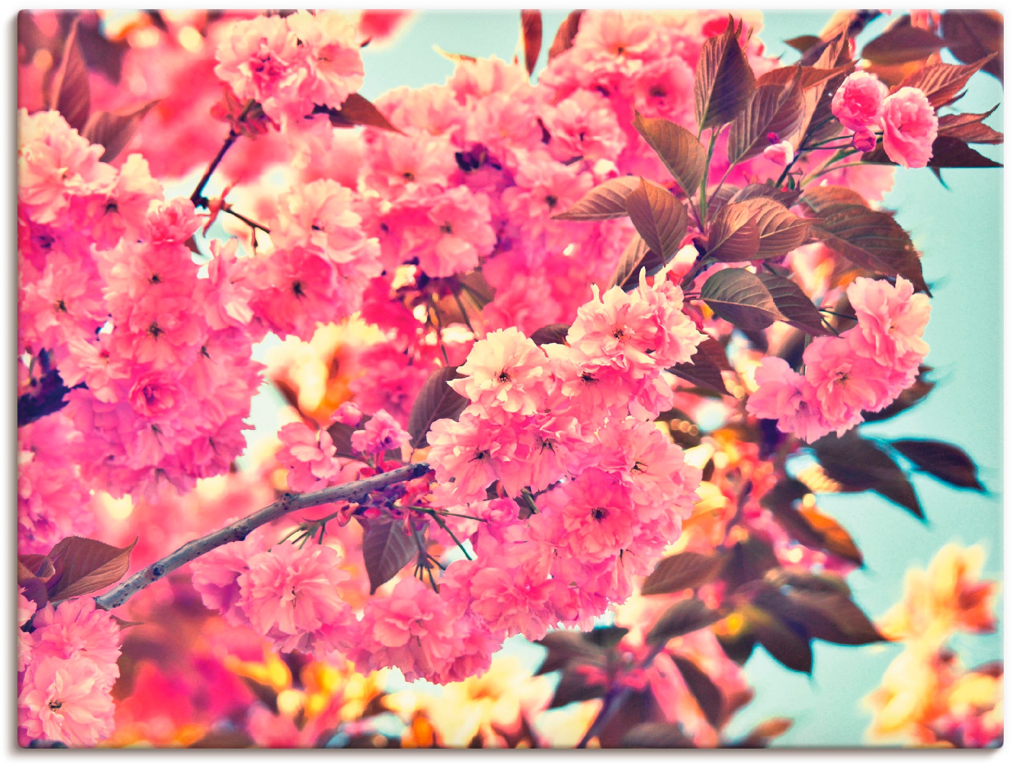 Image of Artland Wandbild »Kirschblüten im Frühling«, Blumen, (1 St.), in vielen Grössen & Produktarten - Alubild / Outdoorbild für den Aussenbereich, Leinwandbild, Poster, Wandaufkleber / Wandtattoo auch für Badezimmer geeignet bei Ackermann Versand Schweiz