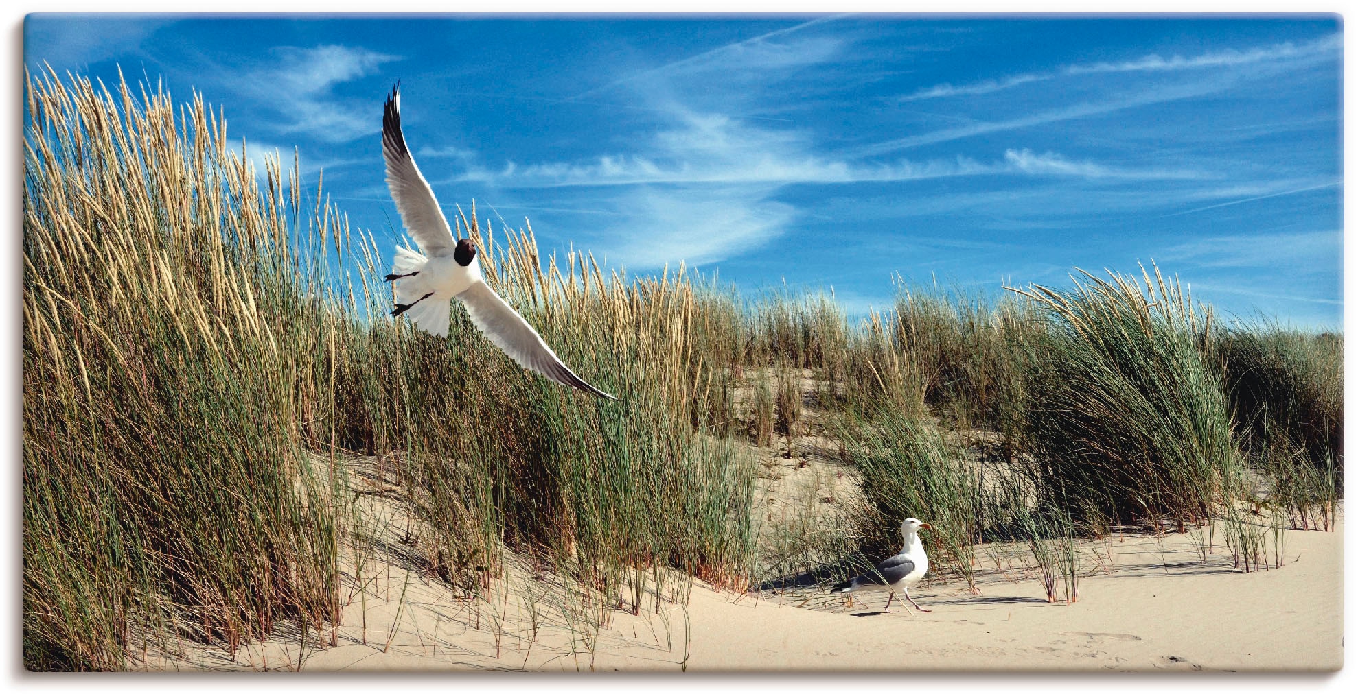 Image of Artland Leinwandbild "Möwe und Seeschwalbe in Dünenlandschaft" Vögel 1 Stk. tlg. auf Holzrahmen gespannt