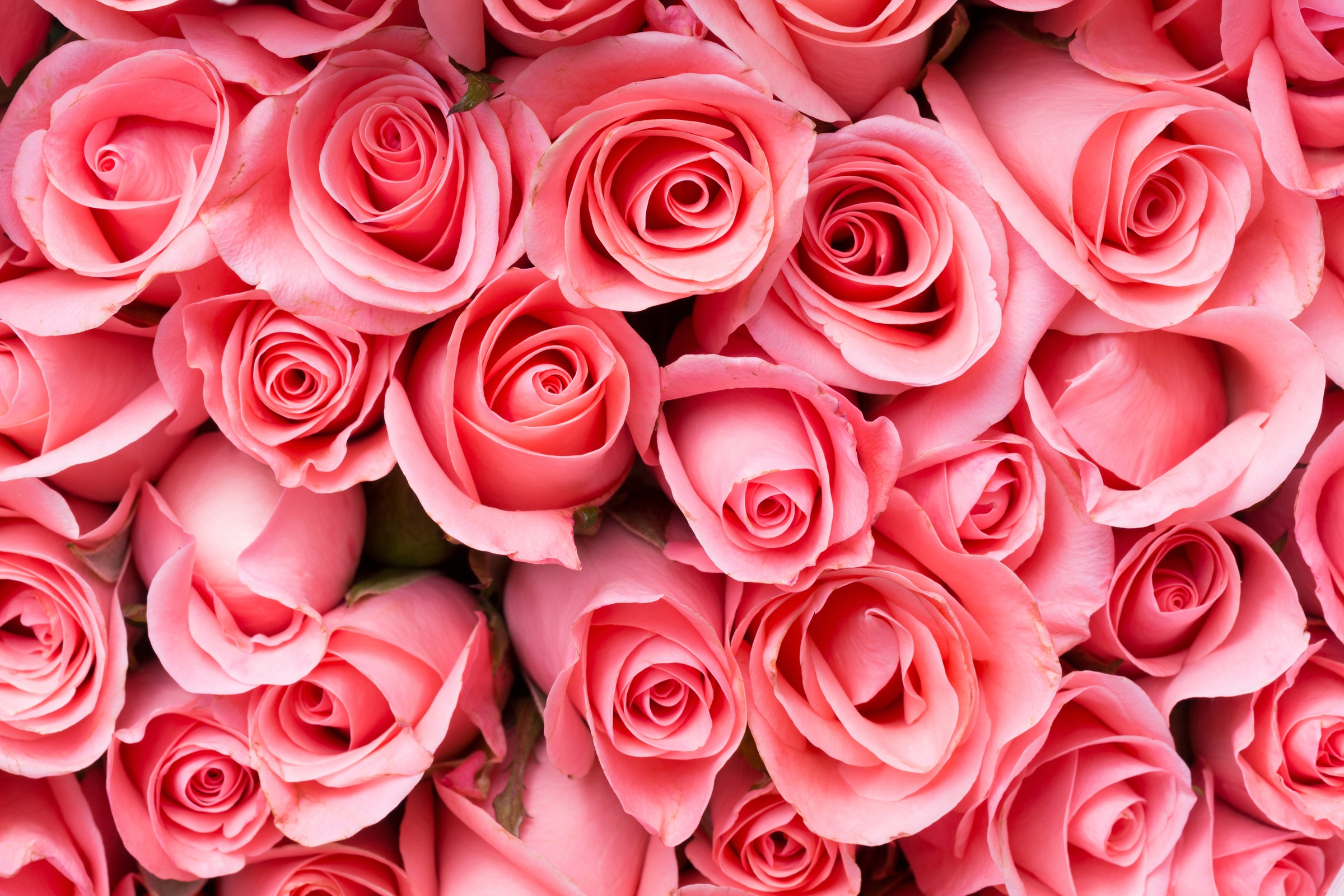 Image of Papermoon Fototapete »Pink Rose Flowers«, matt, BlueBack, 7 Bahnen, 350 x 260 cm bei Ackermann Versand Schweiz
