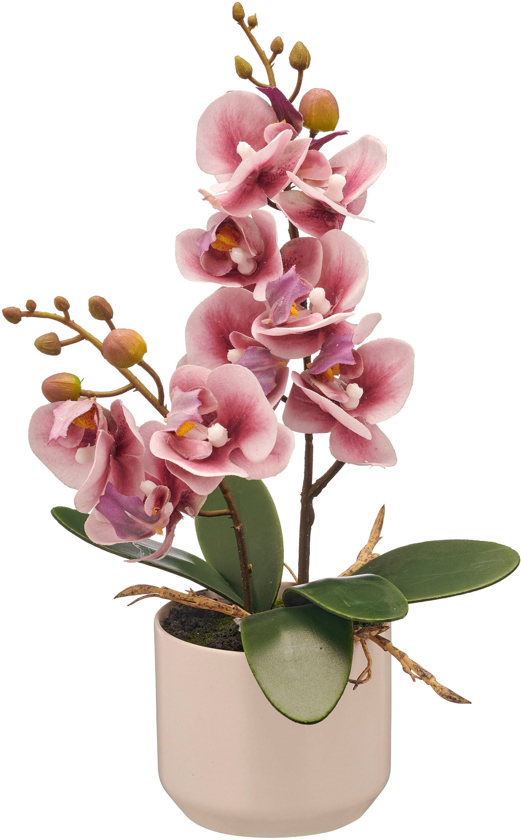 Creativ green Kunstorchidee »Orchidee Phalaenopsis«, mit real-touch-Blüten