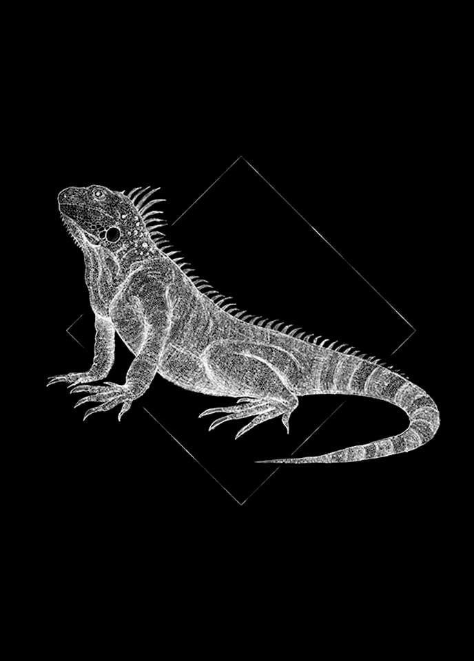 Image of Komar Poster »Iguana Black«, Tiere, Höhe: 70cm bei Ackermann Versand Schweiz