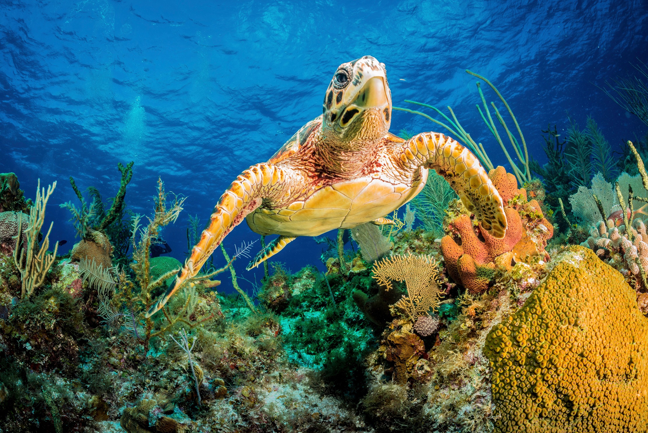 Image of Papermoon Fototapete »Photo-Art JAN ABADSCHIEFF, HAWKSBILL TURTLE SCHWIMMEN DURCH KARIBISCHES RIFF«, Vliestapete, hochwertiger Digitaldruck, inklusive Kleister bei Ackermann Versand Schweiz