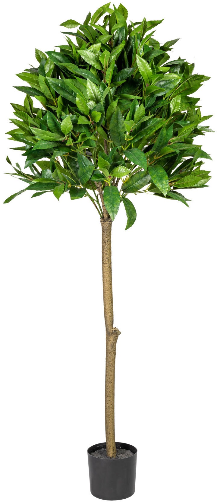 Image of Creativ green Kunstbaum »Lorbeerkugelbaum«, (1 St.) bei Ackermann Versand Schweiz