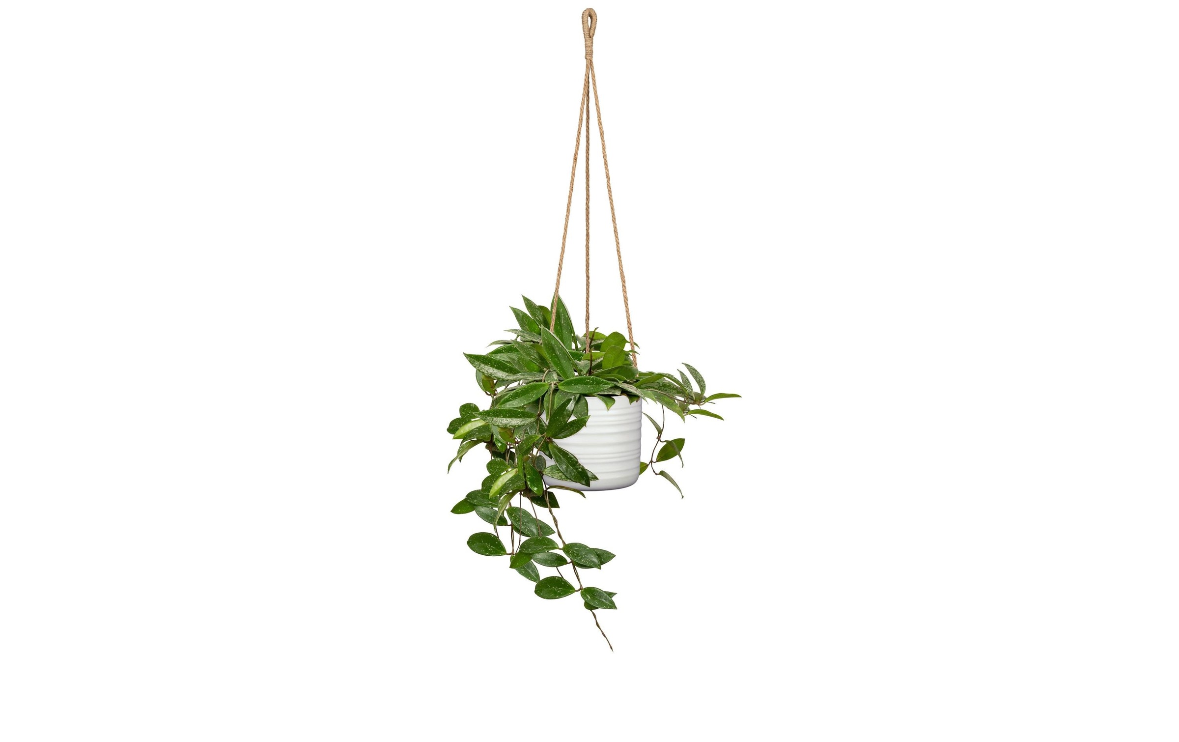 Image of Scheurich Blumenampel "Cottage 16.6 cm"