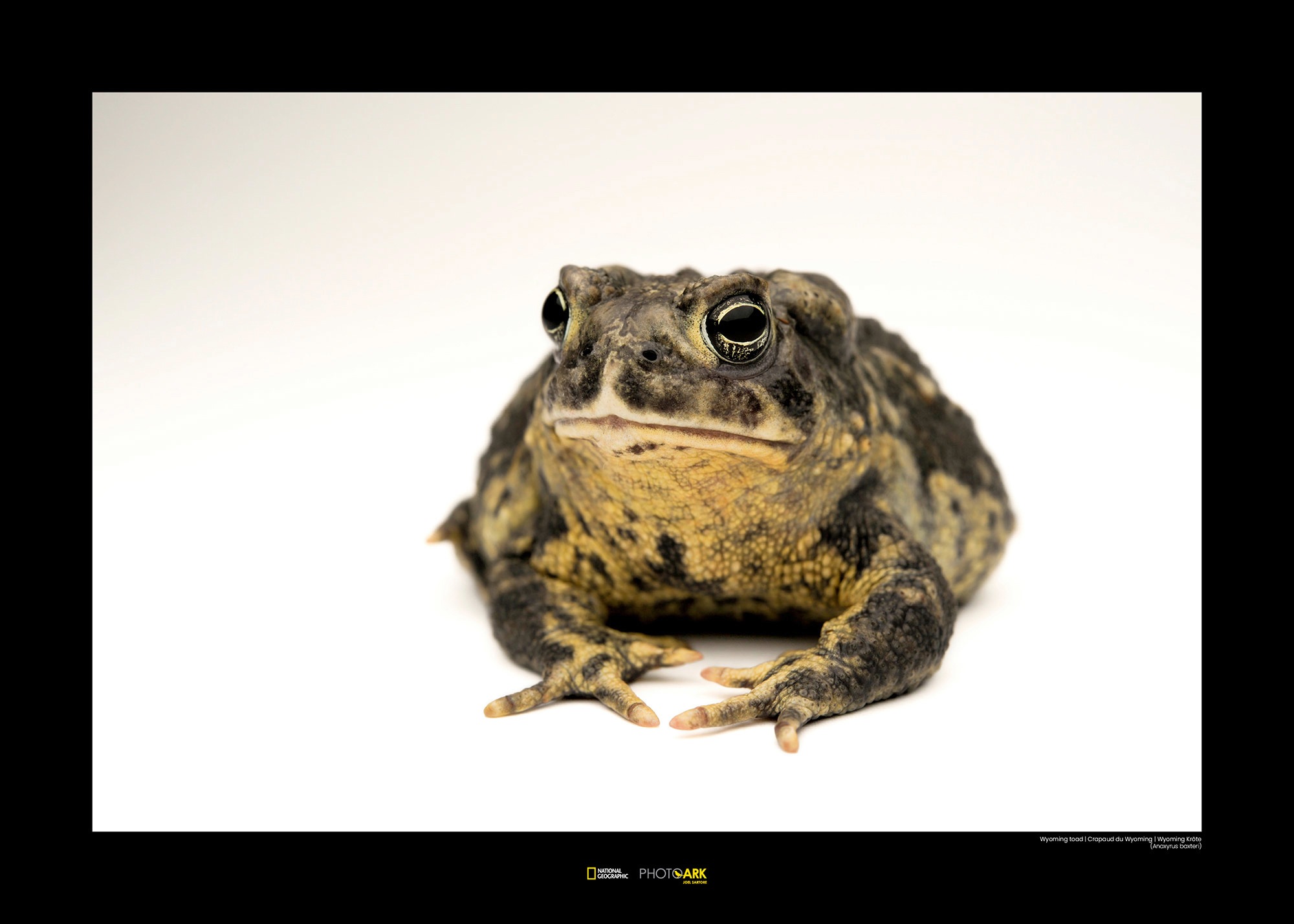 Image of Komar Poster »Wyoming Toad«, Tiere, Höhe: 50cm bei Ackermann Versand Schweiz