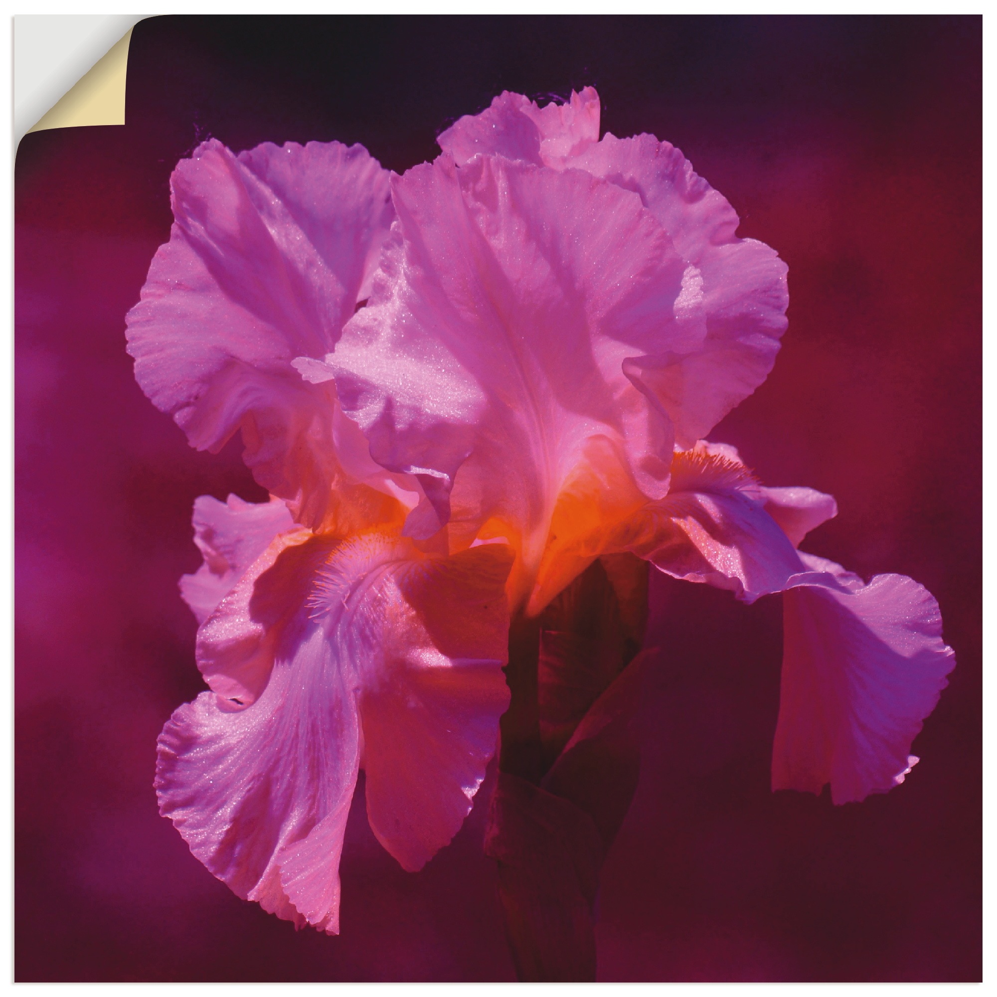 Image of Artland Wandbild »Rosa Lilienblüte«, Blumen, (1 St.), in vielen Grössen & Produktarten -Leinwandbild, Poster, Wandaufkleber / Wandtattoo auch für Badezimmer geeignet bei Ackermann Versand Schweiz