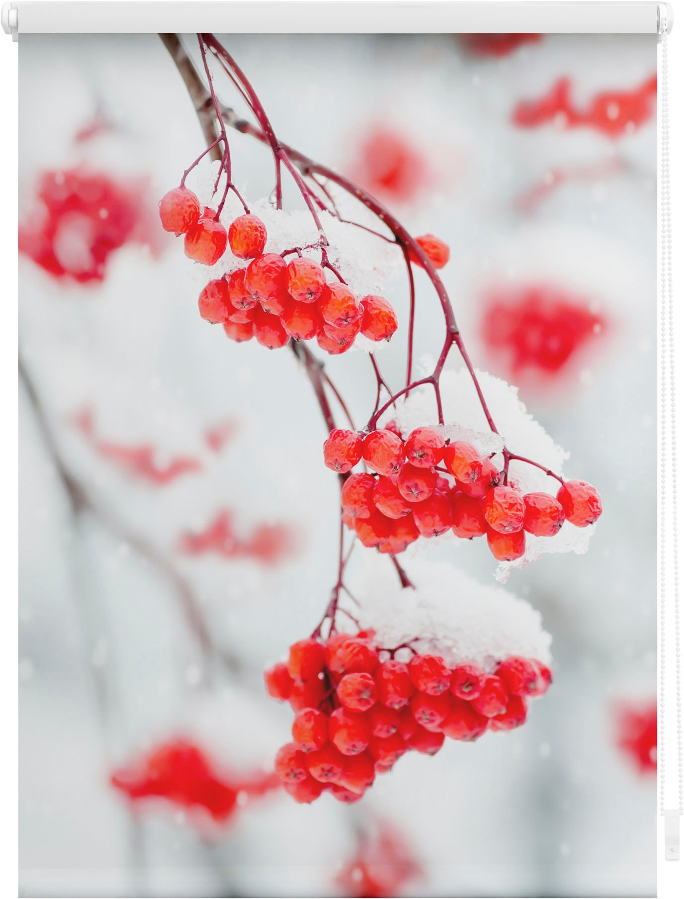 Image of LICHTBLICK ORIGINAL Seitenzugrollo "Klemmfix Motiv Vogelbeeren" Lichtschutz ohne Bohren freihängend bedruckt