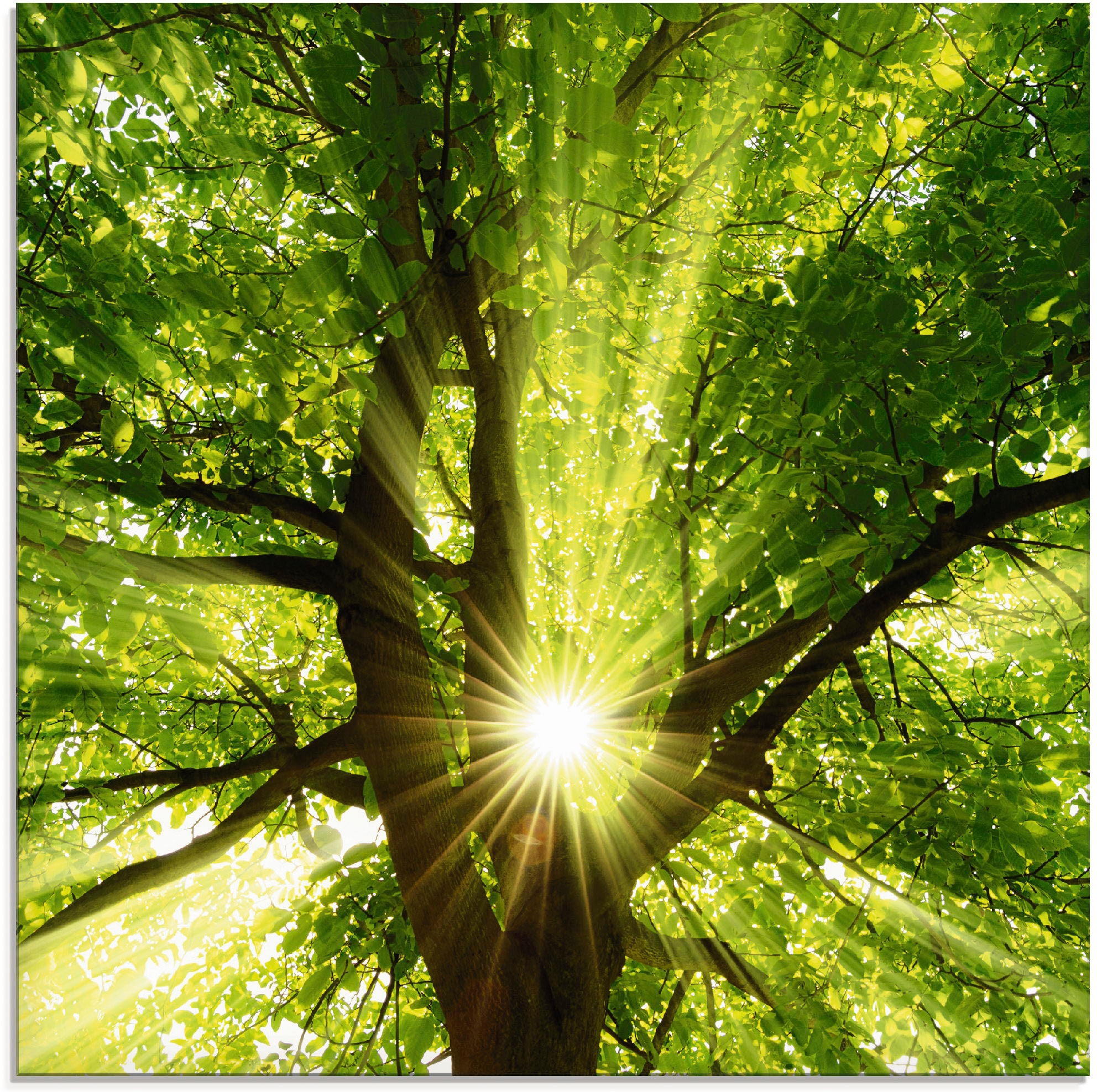 Glasbild »Sonne strahlt explosiv durch den Baum«, Bäume, (1 St.), in verschiedenen...