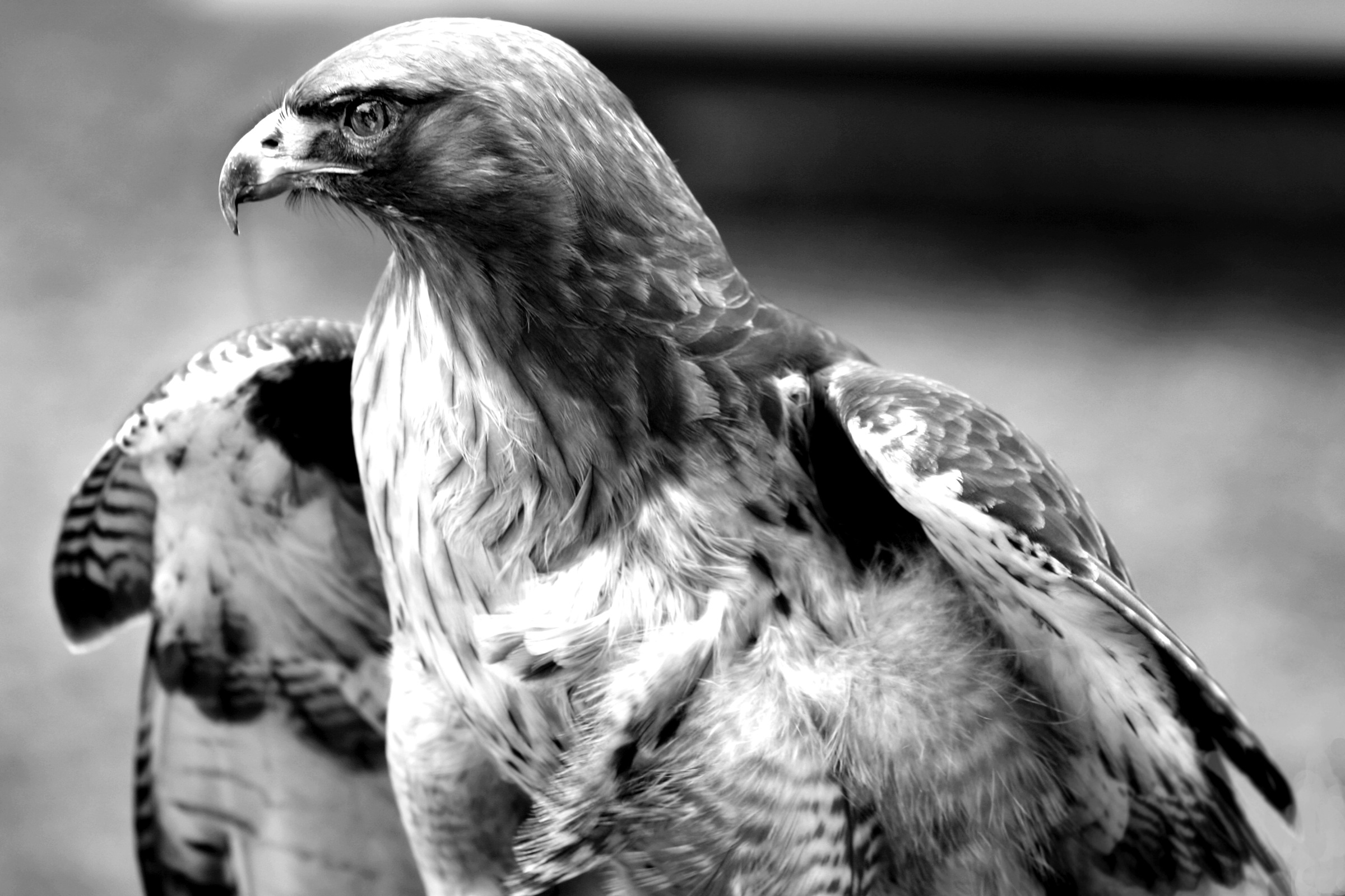 Image of Papermoon Fototapete »Adlerporträt«, Vliestapete, hochwertiger Digitaldruck, inklusive Kleister bei Ackermann Versand Schweiz