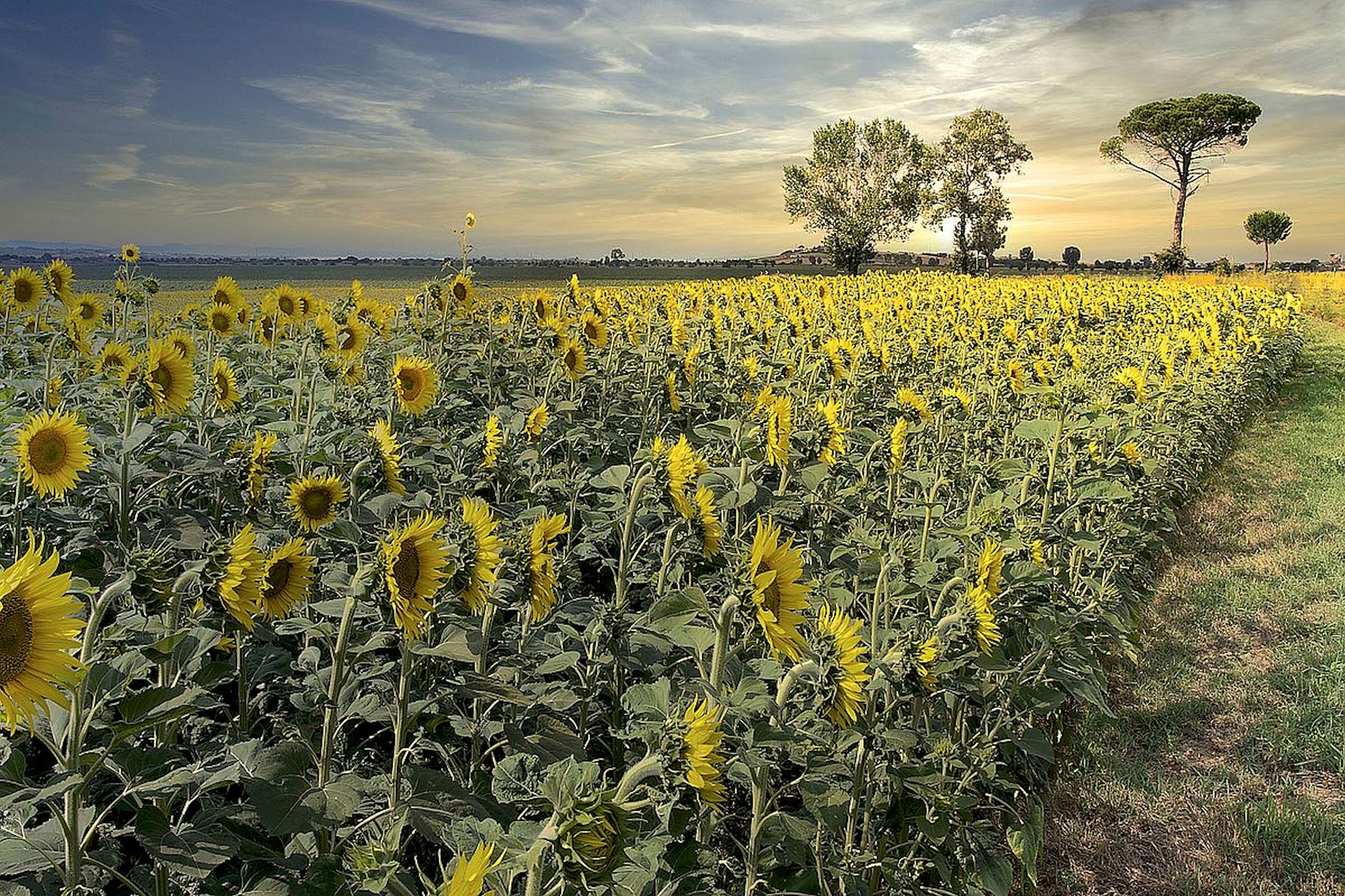 Image of Home affaire Leinwandbild »A. BLAUSTEIN / Sonnenblumenfeld III«, (1 St.) bei Ackermann Versand Schweiz