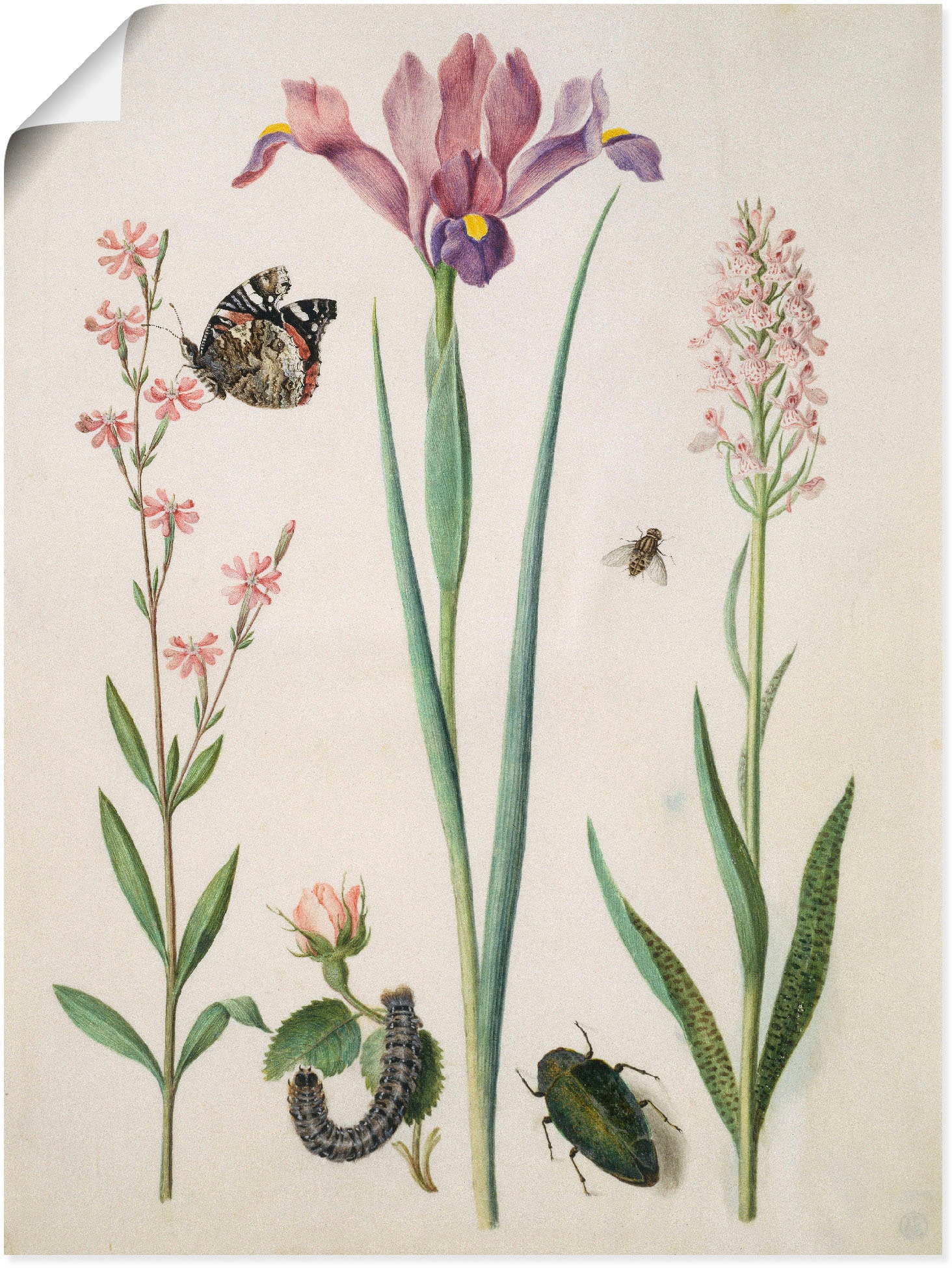 Artland Wandbild »Admiral, Rose Iris Knabenkraut.«, Pflanzen, (1 St.), als Poster, Wandaufkleber in verschied. Grössen