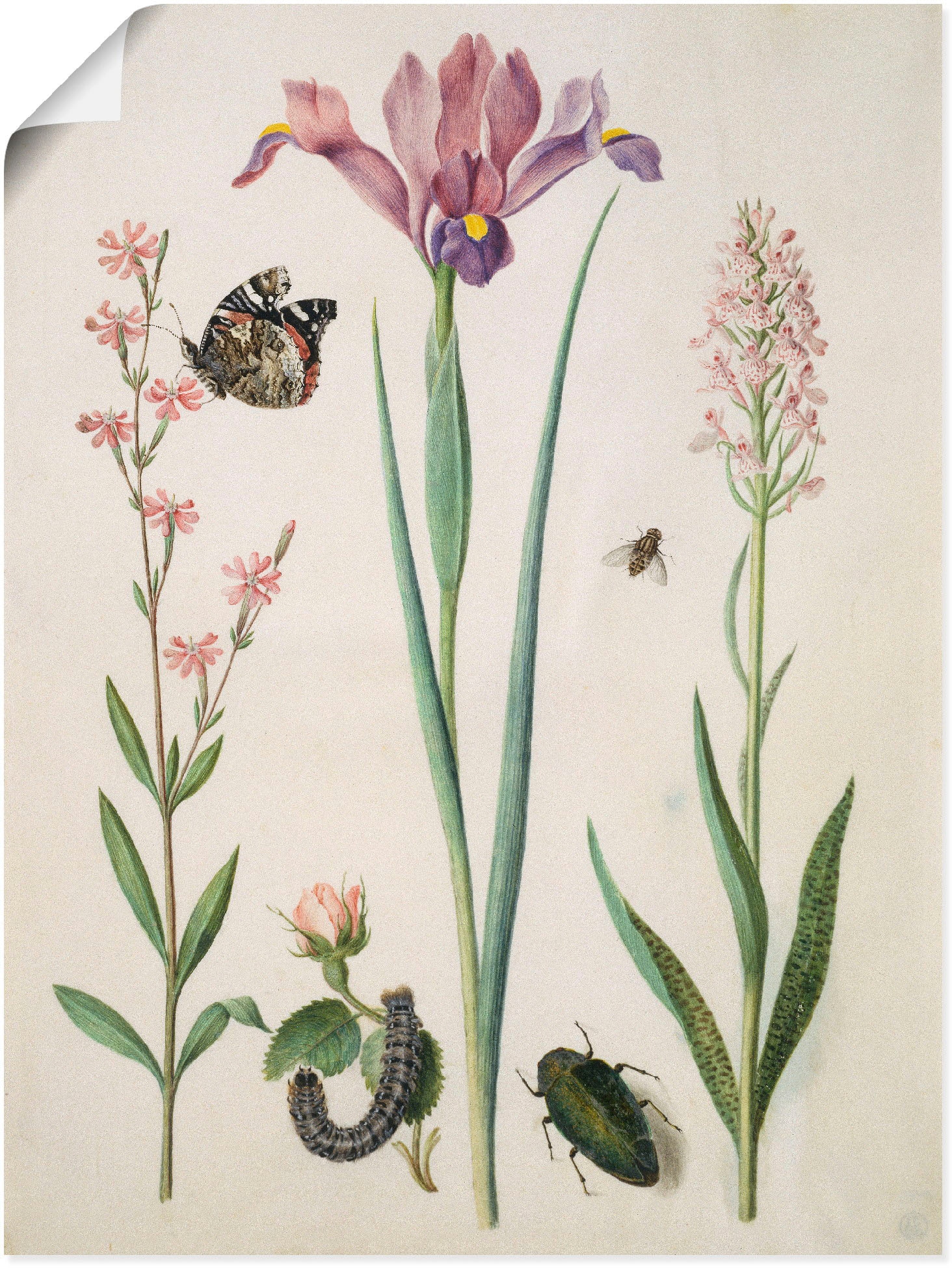 Image of Artland Poster "Admiral, Rose Iris Knabenkraut." Pflanzen 1 Stk. tlg. ohne Rahmen