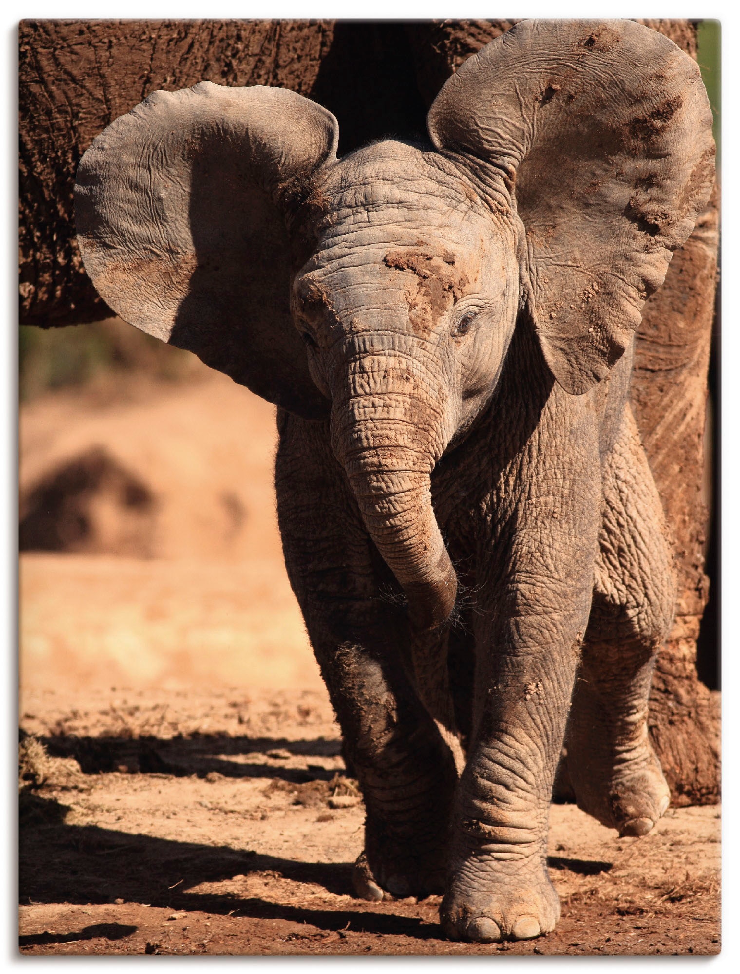 Image of Artland Leinwandbild "Elefantenbaby" Wildtiere 1 Stk. tlg. auf Holzrahmen gespannt