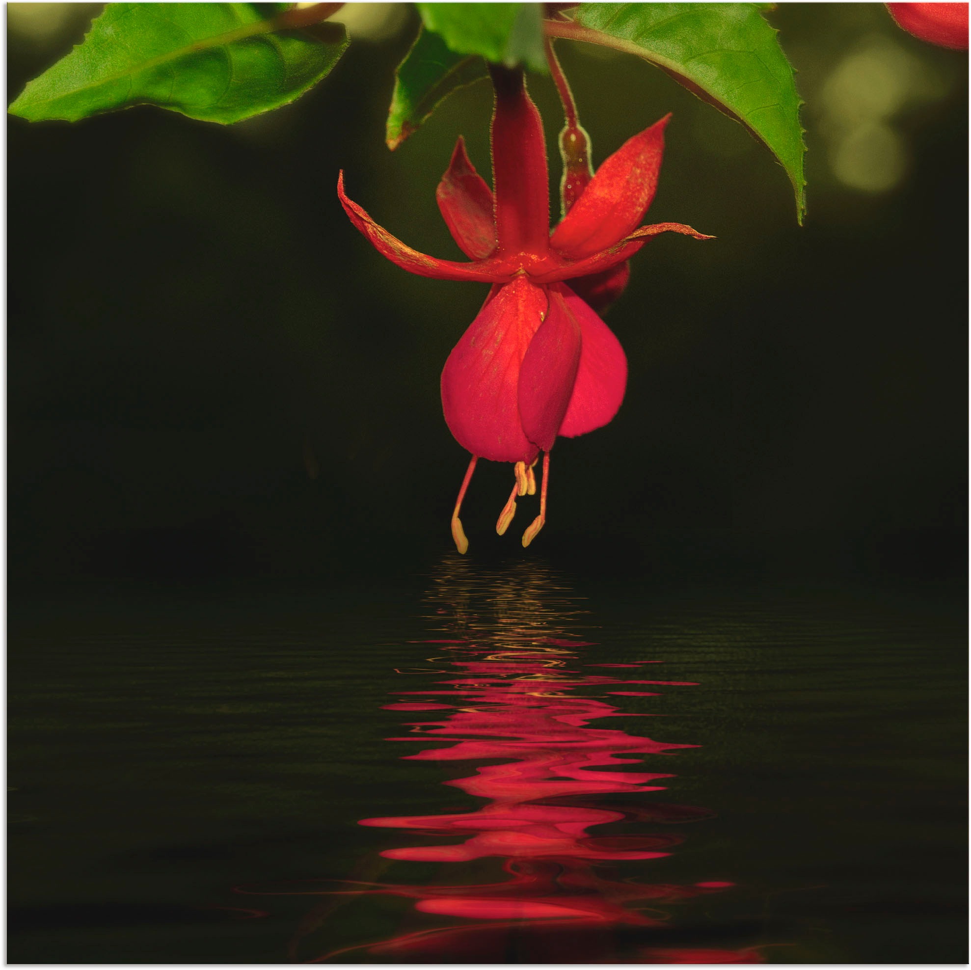 Image of Artland Wandbild »Fuchsie«, Zen, (1 St.), in vielen Grössen & Produktarten - Alubild / Outdoorbild für den Aussenbereich, Leinwandbild, Poster, Wandaufkleber / Wandtattoo auch für Badezimmer geeignet bei Ackermann Versand Schweiz