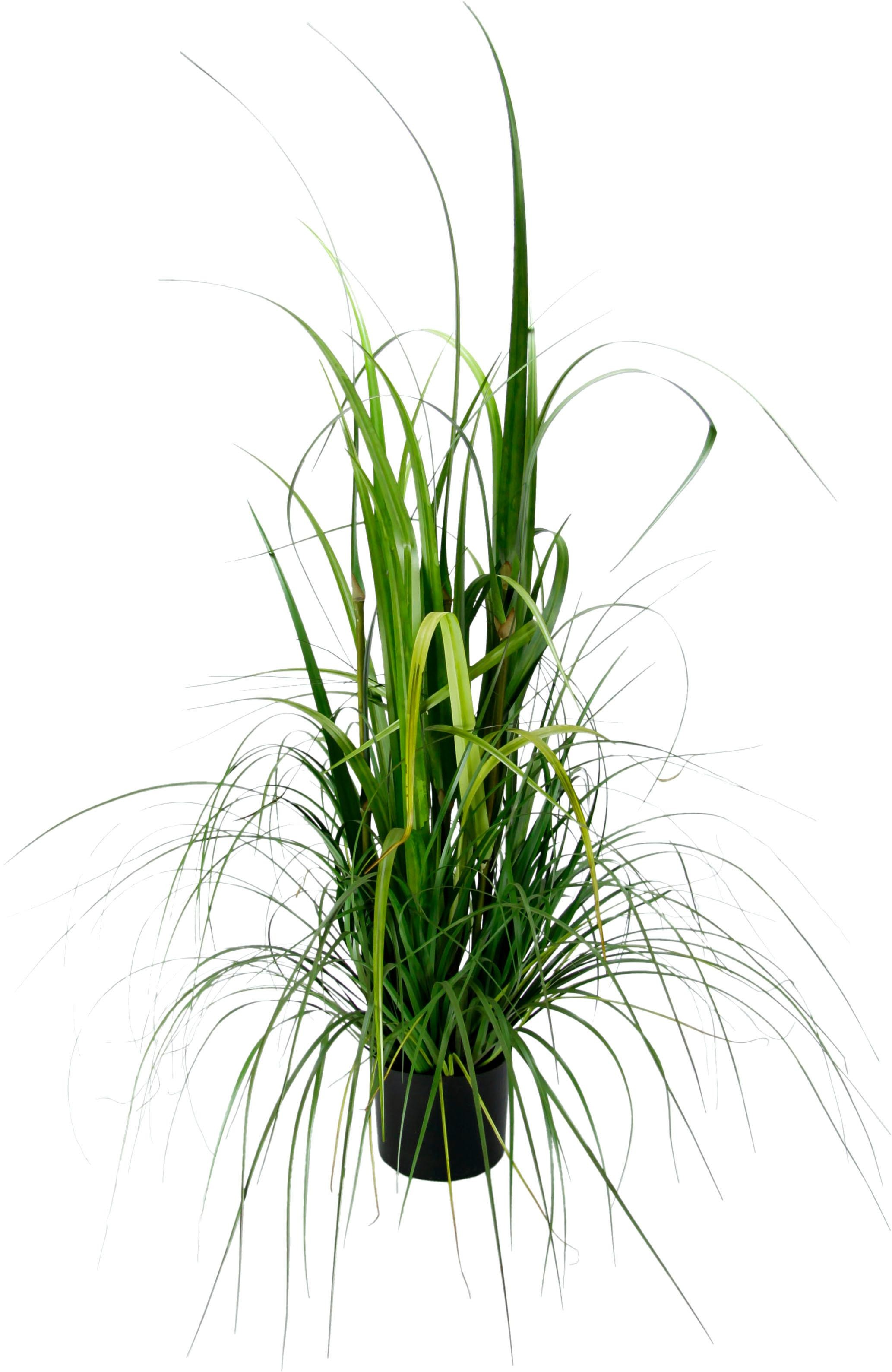 Image of I.GE.A. Kunstpflanze »Gras im Topf«, (1 St.) bei Ackermann Versand Schweiz