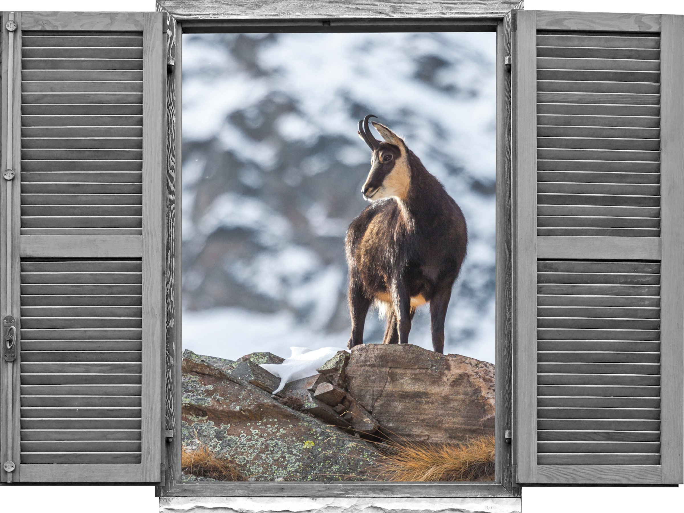 Image of queence Wandtattoo "Gams" Wandsticker, Wandbild, selbstklebend, 3D, Fenster