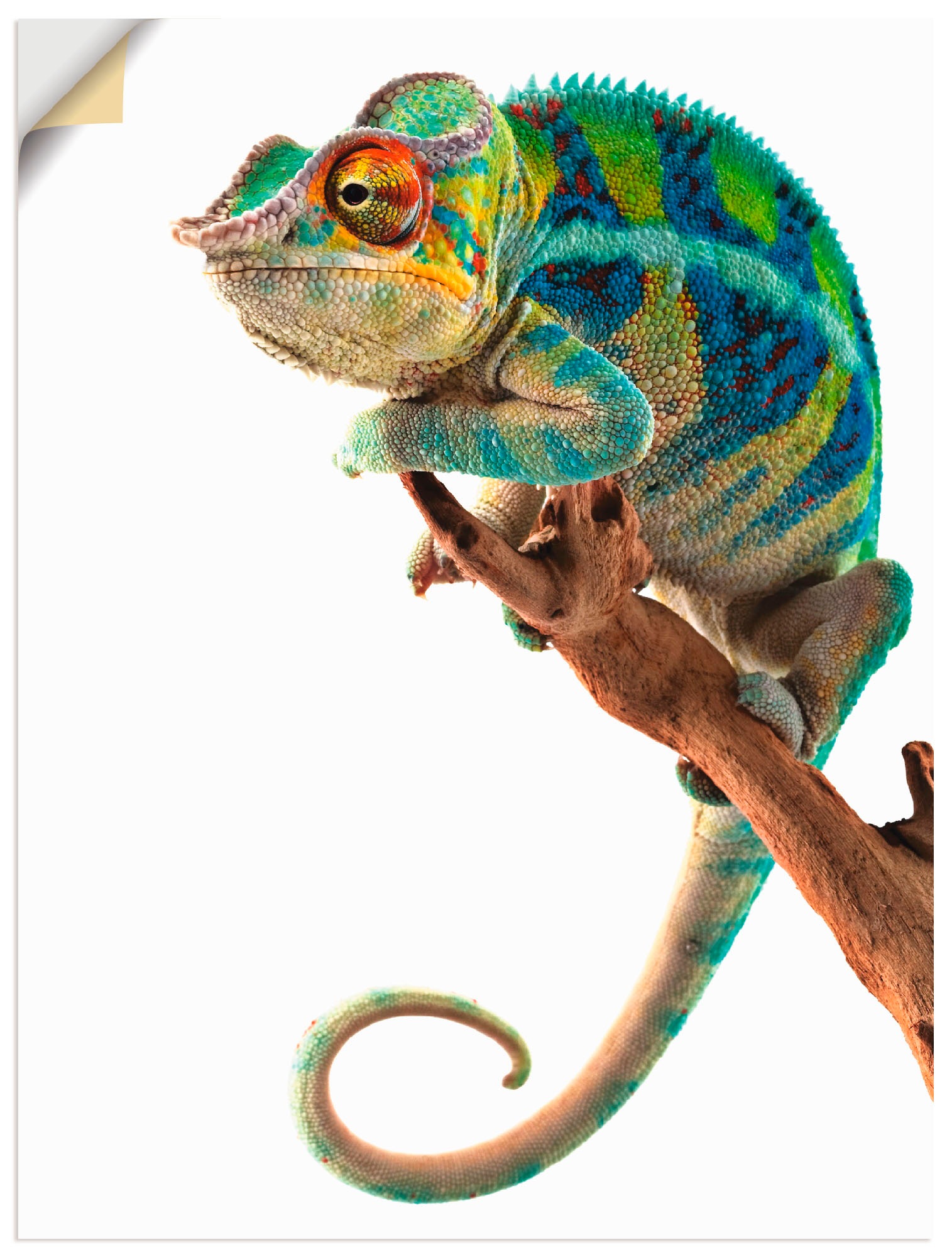 Image of Artland Wandbild »Ambanja Panther Chamäleon«, Reptilien, (1 St.), in vielen Grössen & Produktarten - Alubild / Outdoorbild für den Aussenbereich, Leinwandbild, Poster, Wandaufkleber / Wandtattoo auch für Badezimmer geeignet bei Ackermann Versand Schweiz