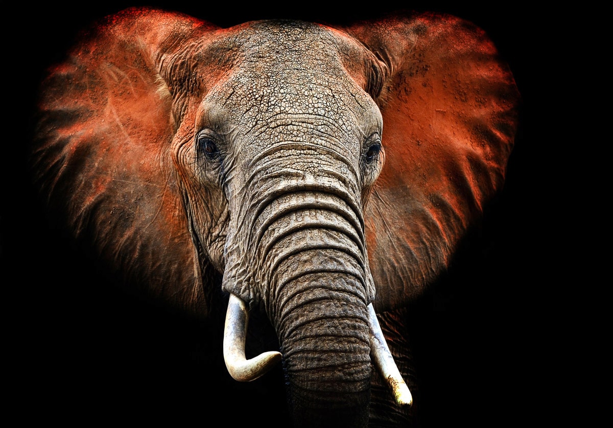 Image of Papermoon Fototapete "Elefant"