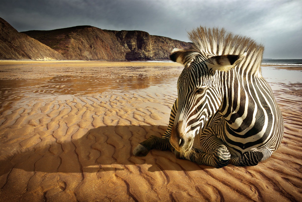 Image of Papermoon Fototapete »Strandzebra«, samtig, Vliestapete, hochwertiger Digitaldruck bei Ackermann Versand Schweiz