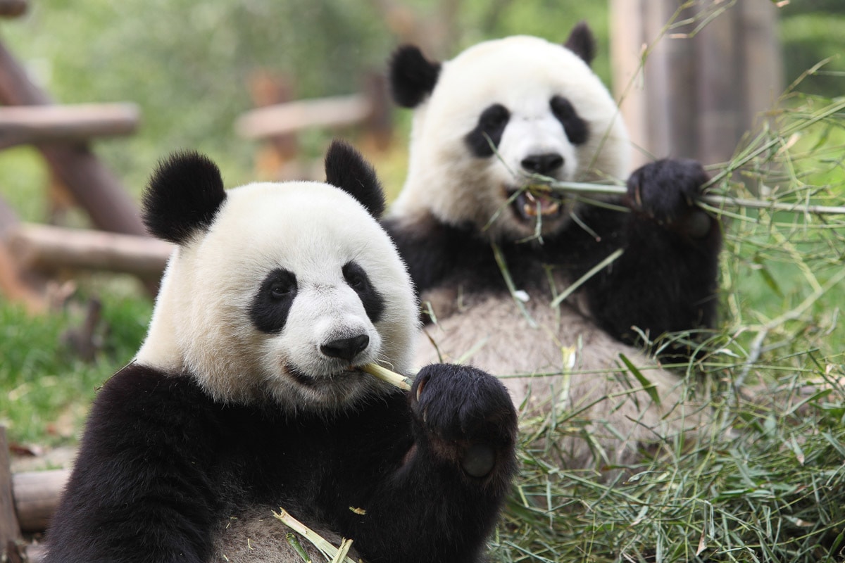 Fototapete »Riesige Pandas«