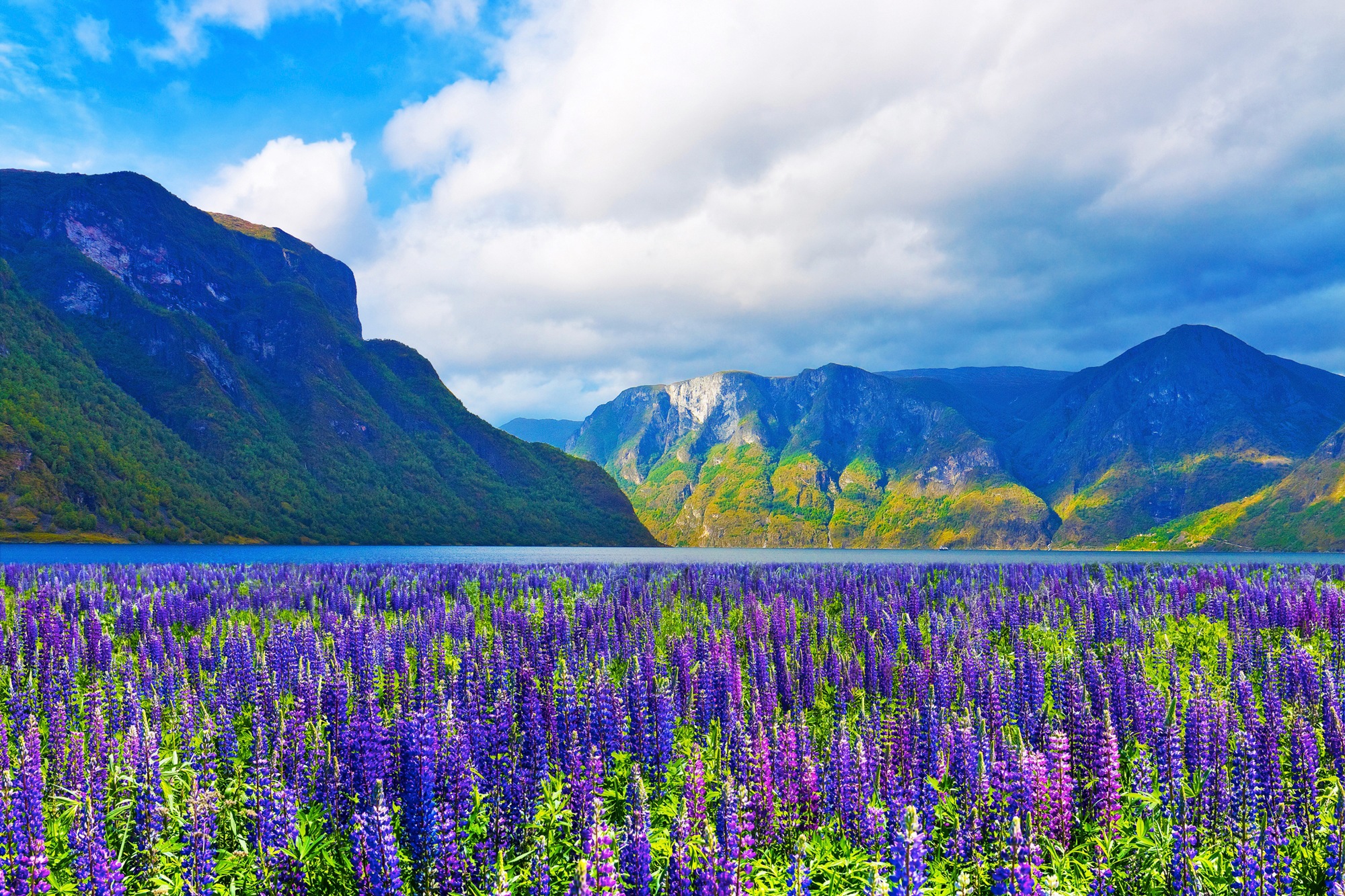 Image of Papermoon Fototapete "FJORD-NORWEGEN GEBIRGE BLUMEN SONNE WALD FLUSS BÄUME"