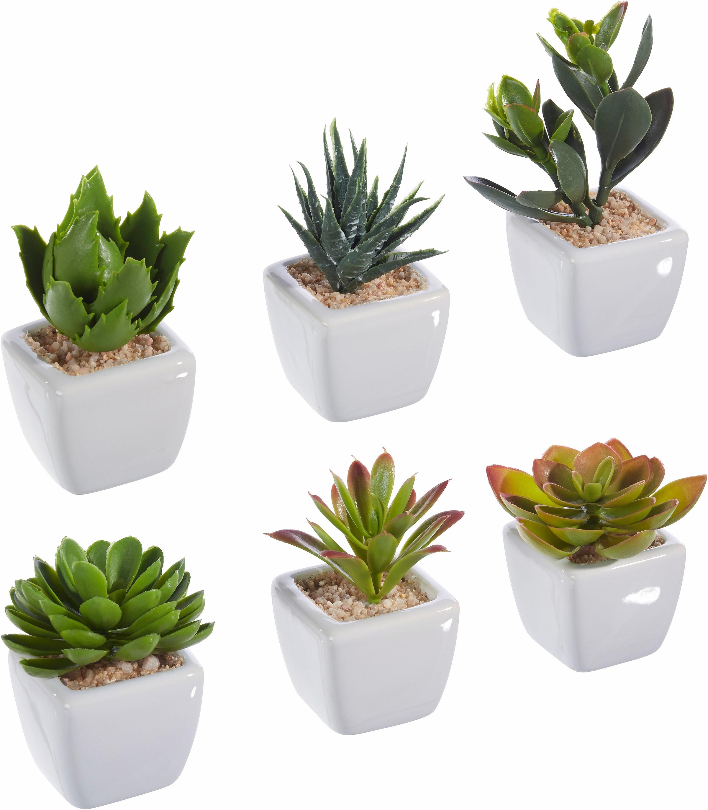 Image of my home Kunstpflanze, (Set, 6 St.), Sukkulenten, im Topf, 6er-Set bei Ackermann Versand Schweiz