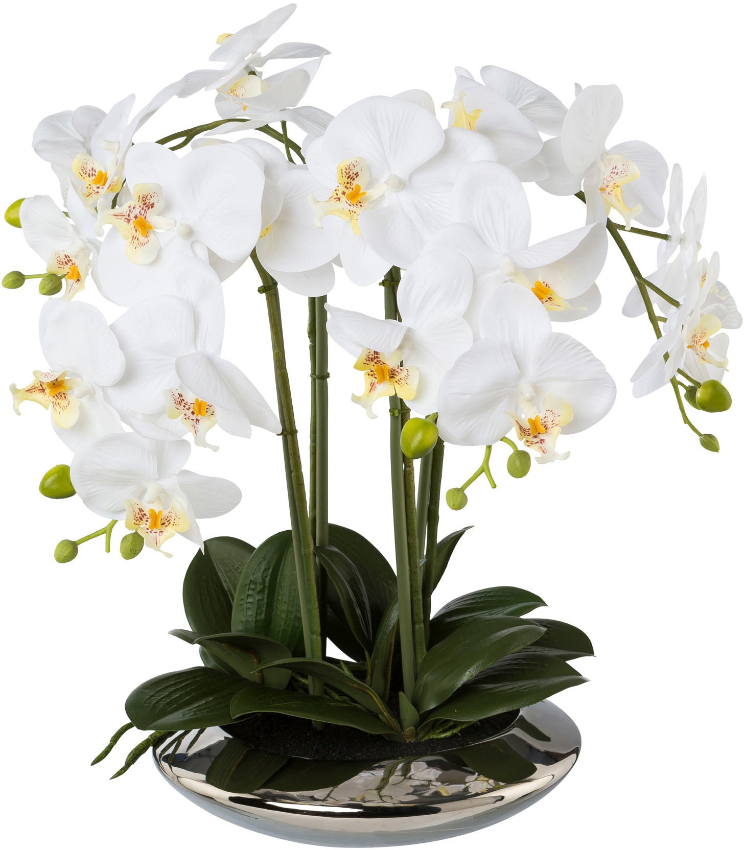 in bequem Creativ kaufen Phalaenopsis green Kunstorchidee Keramikschale« »Deko-Orchidee