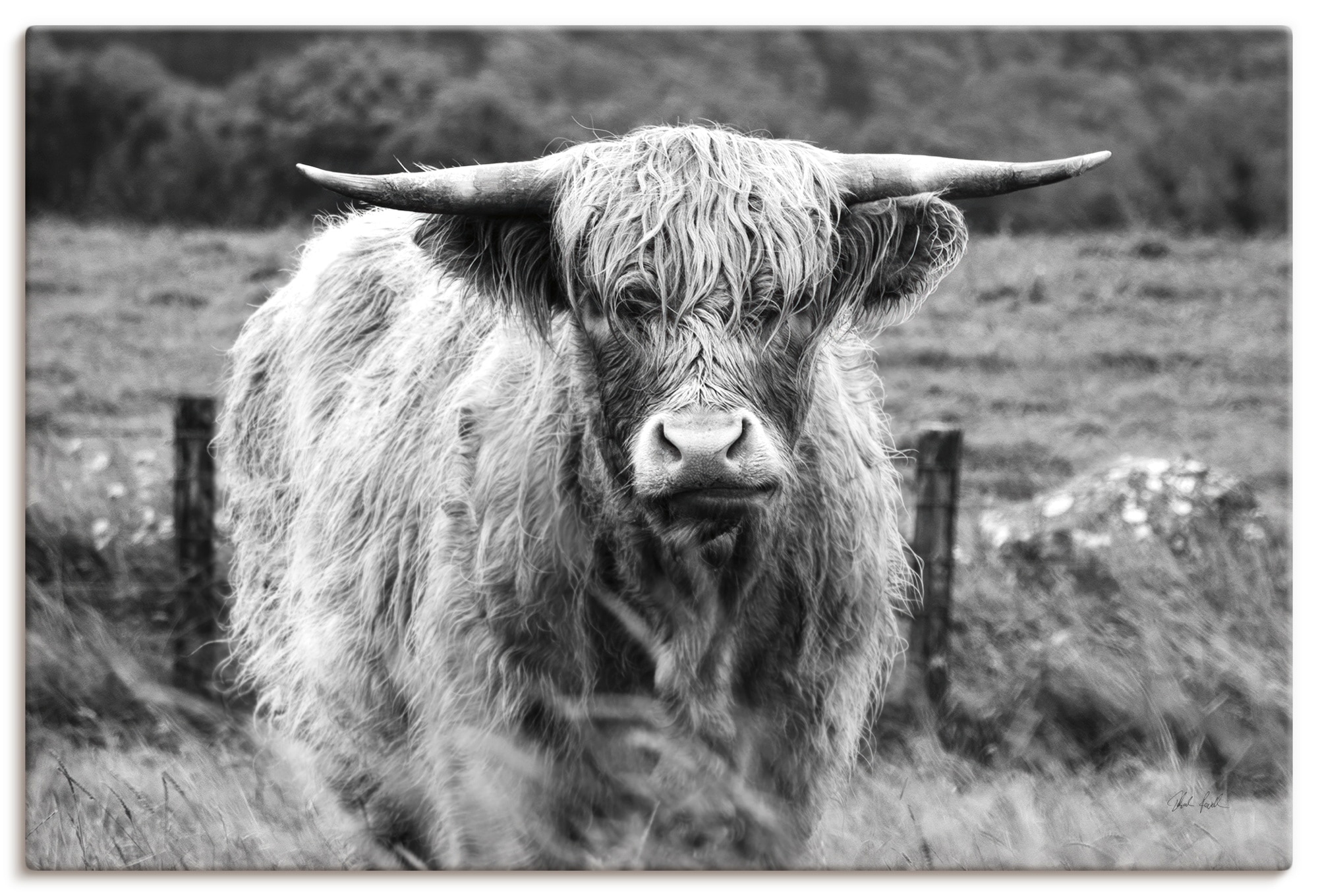 Image of Artland Wandbild "Happy Highland" Wildtiere 1 Stk. tlg. als Alubild, Leinwandbild, Poster, Wandaufkleber in verschied. Grössen