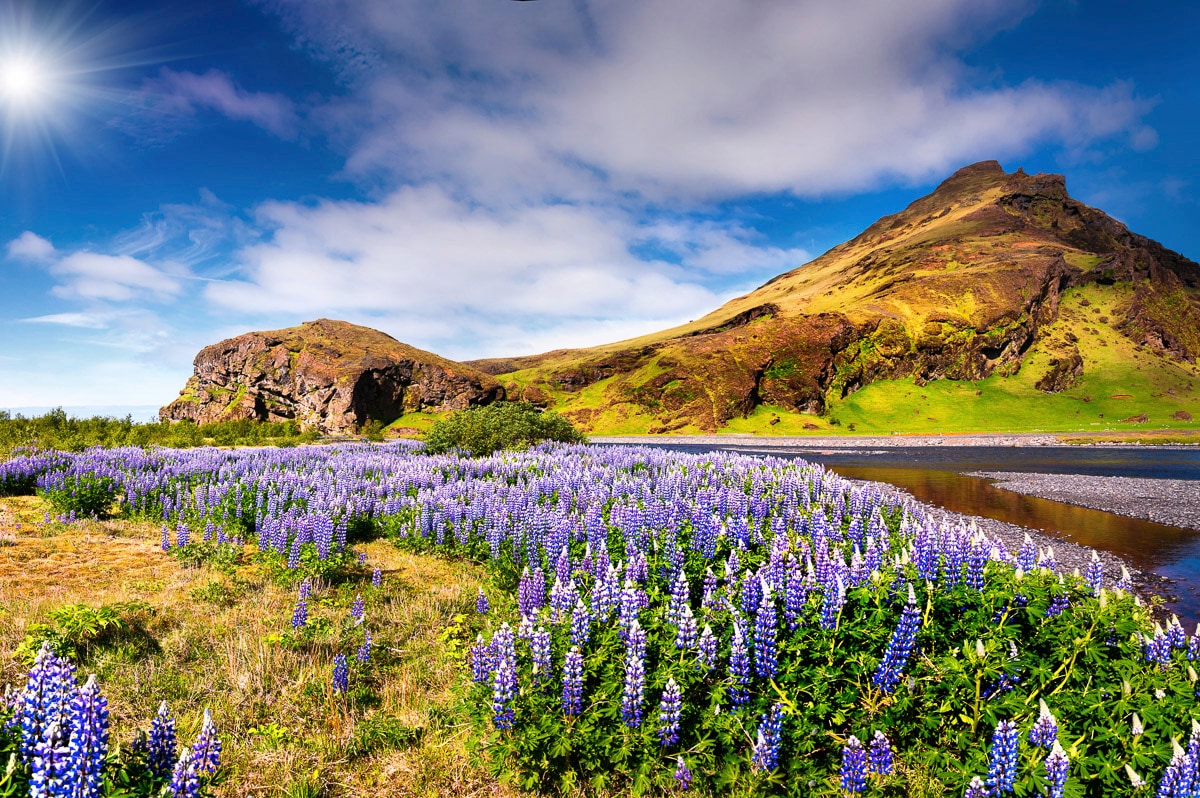 Image of Papermoon Fototapete "BLUMEN LANDSCHAFT-SEE GEBIRGE BERGE LAVENDEL BLUME DEKO"